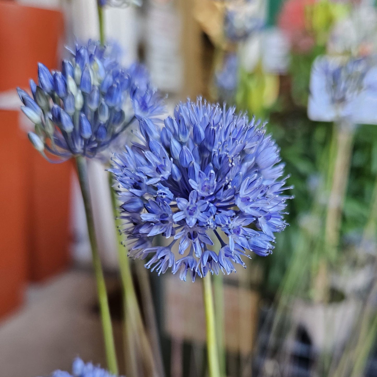 Allium caeruleum. (syn. azureum)