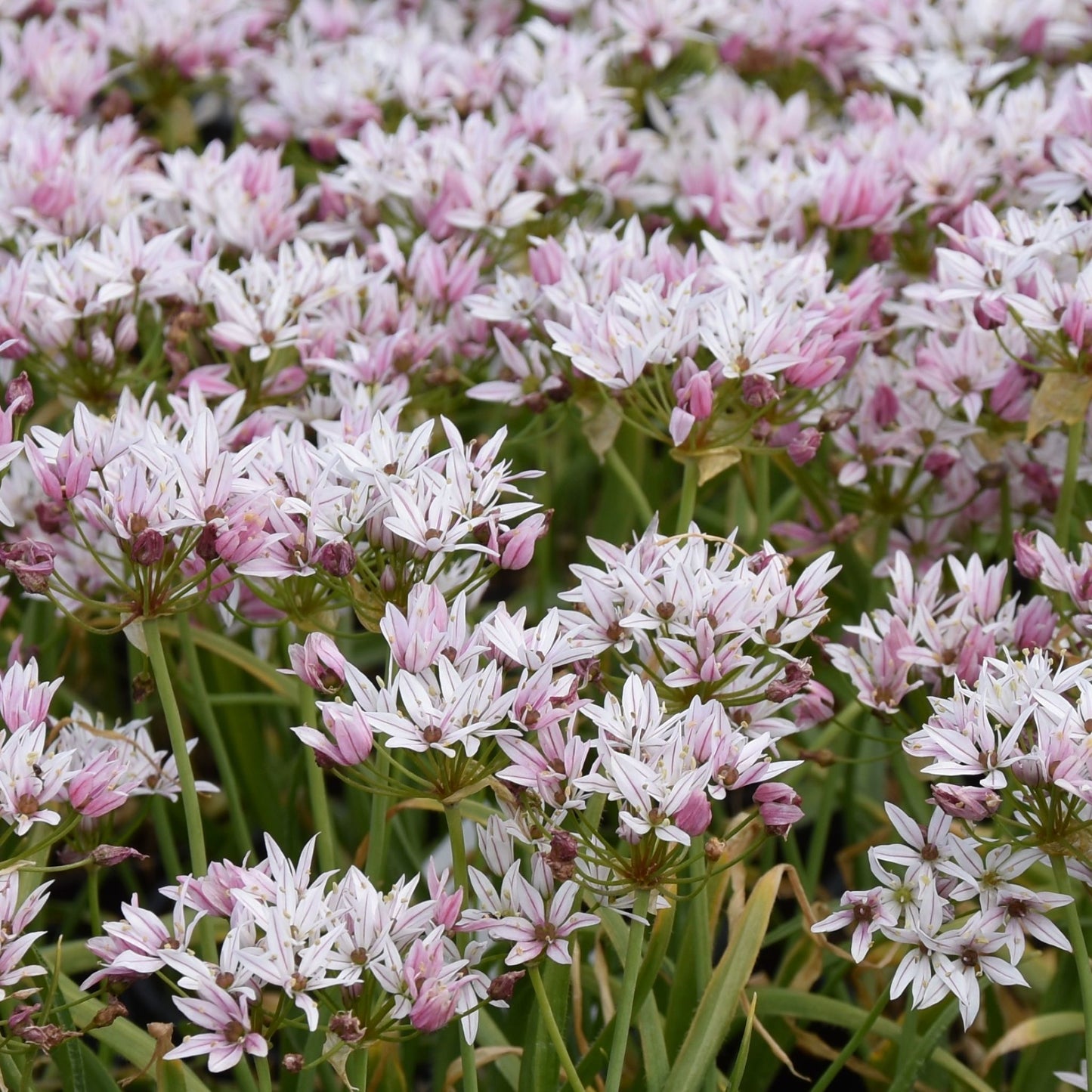 Allium Cameleon