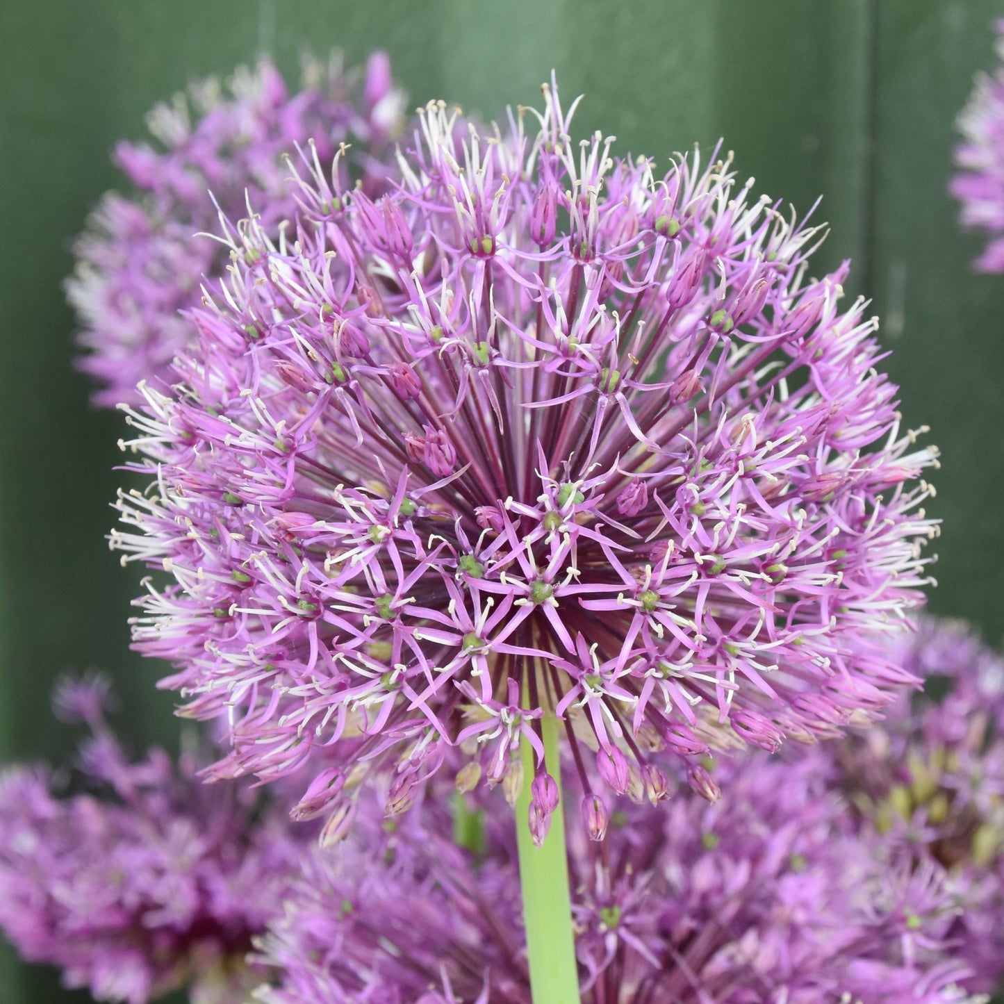 Allium jesdianum 'Shing'