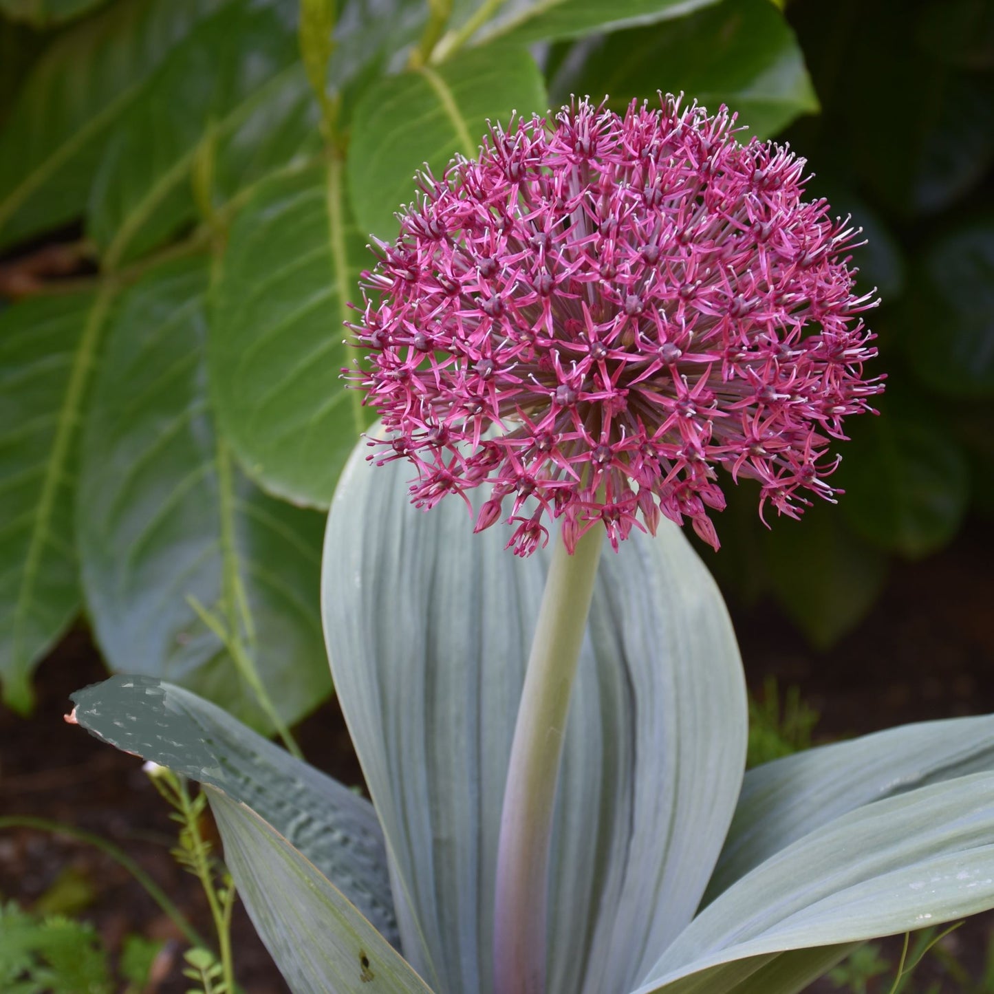 Allium karataviense 'Red Giant'