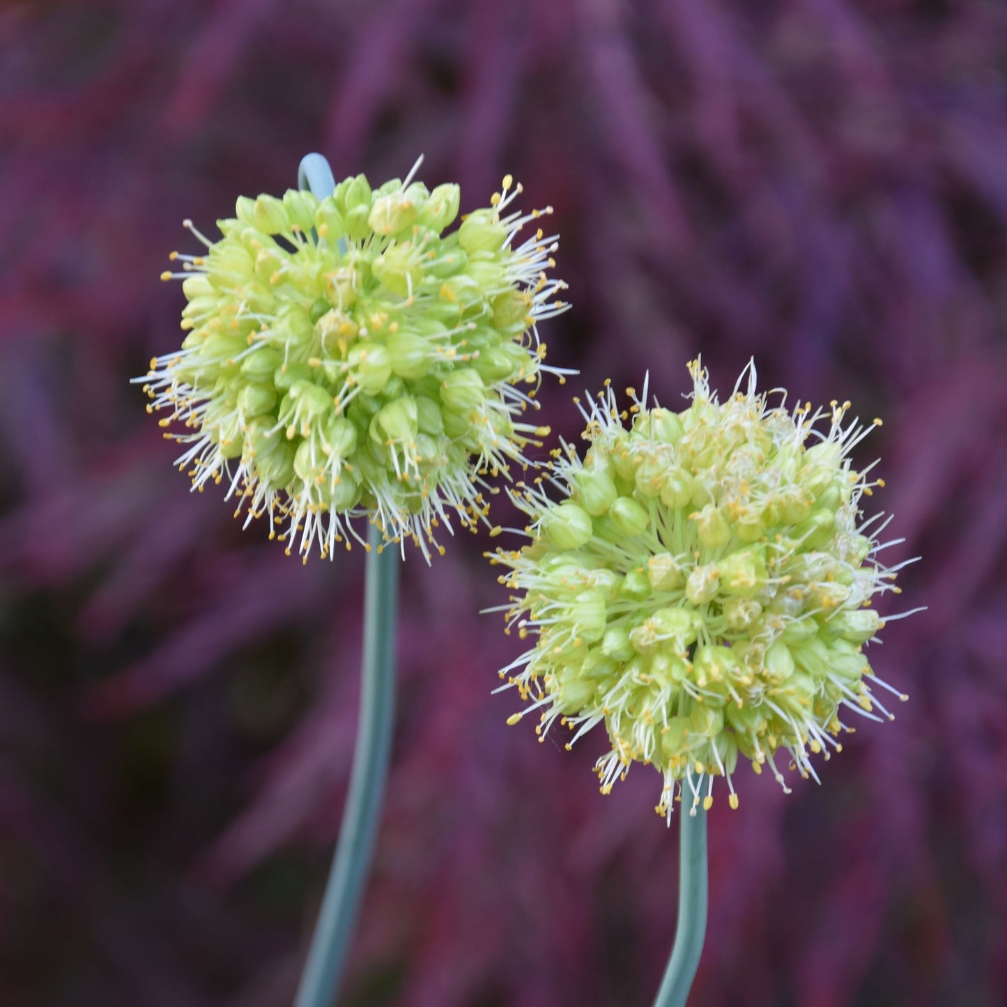 Allium obliquum