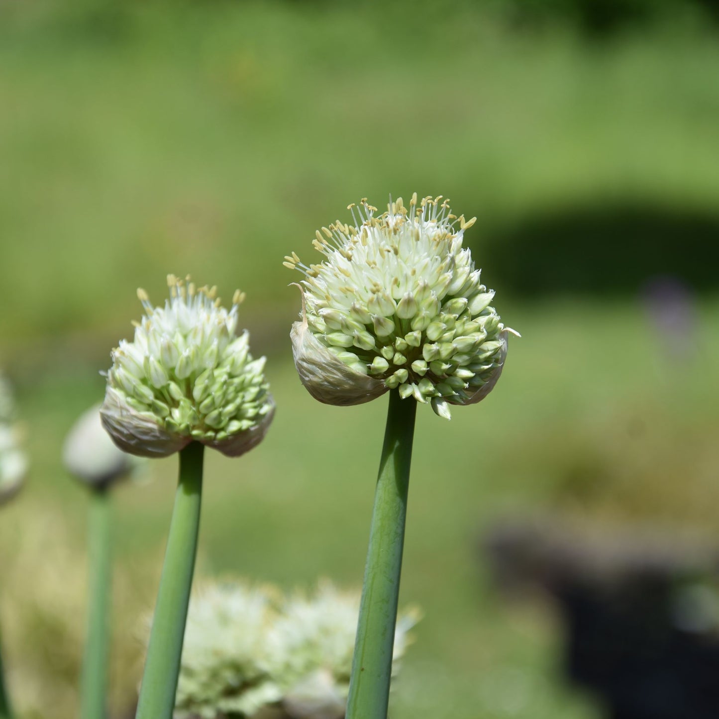 Allium pskemense