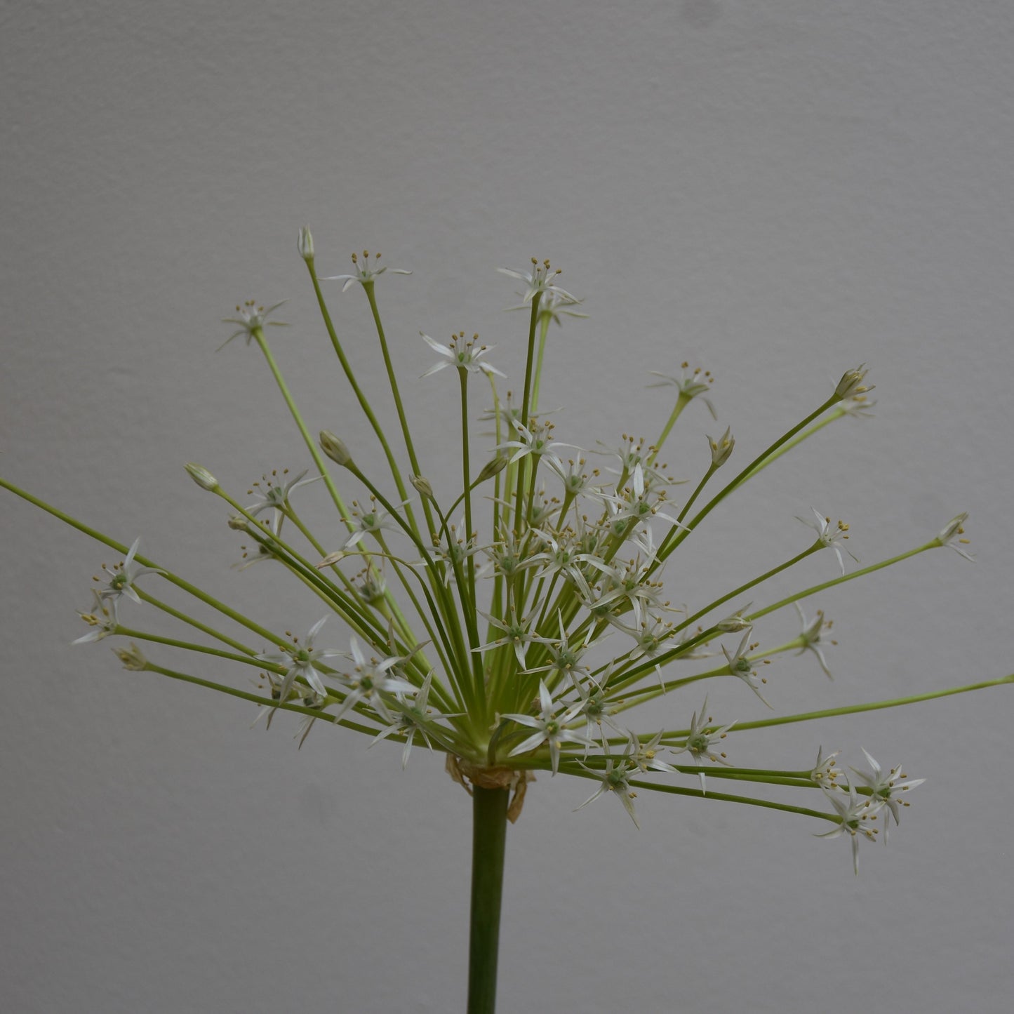 Allium schubertii 'Arctic Snow'