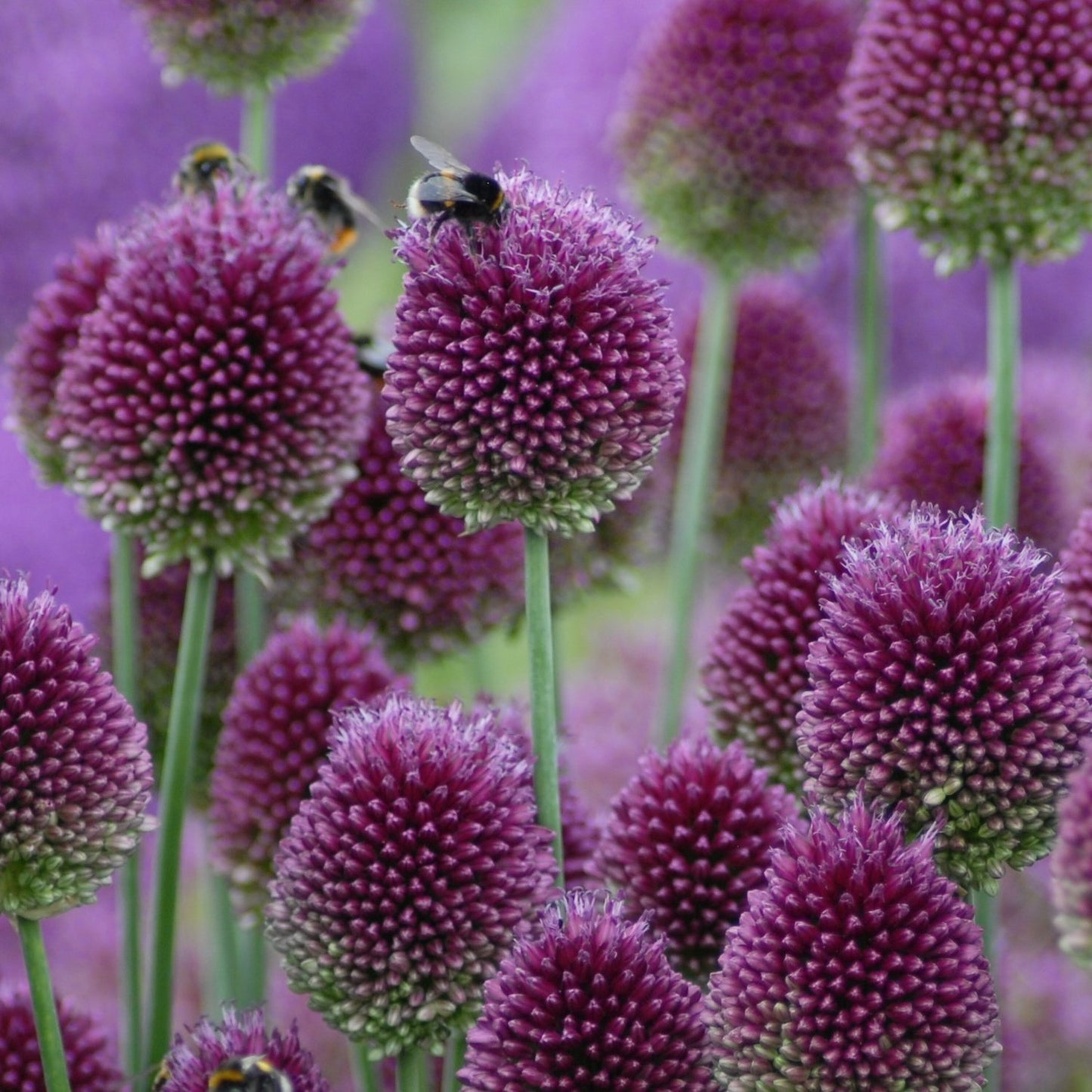 Allium sphaerocephalon