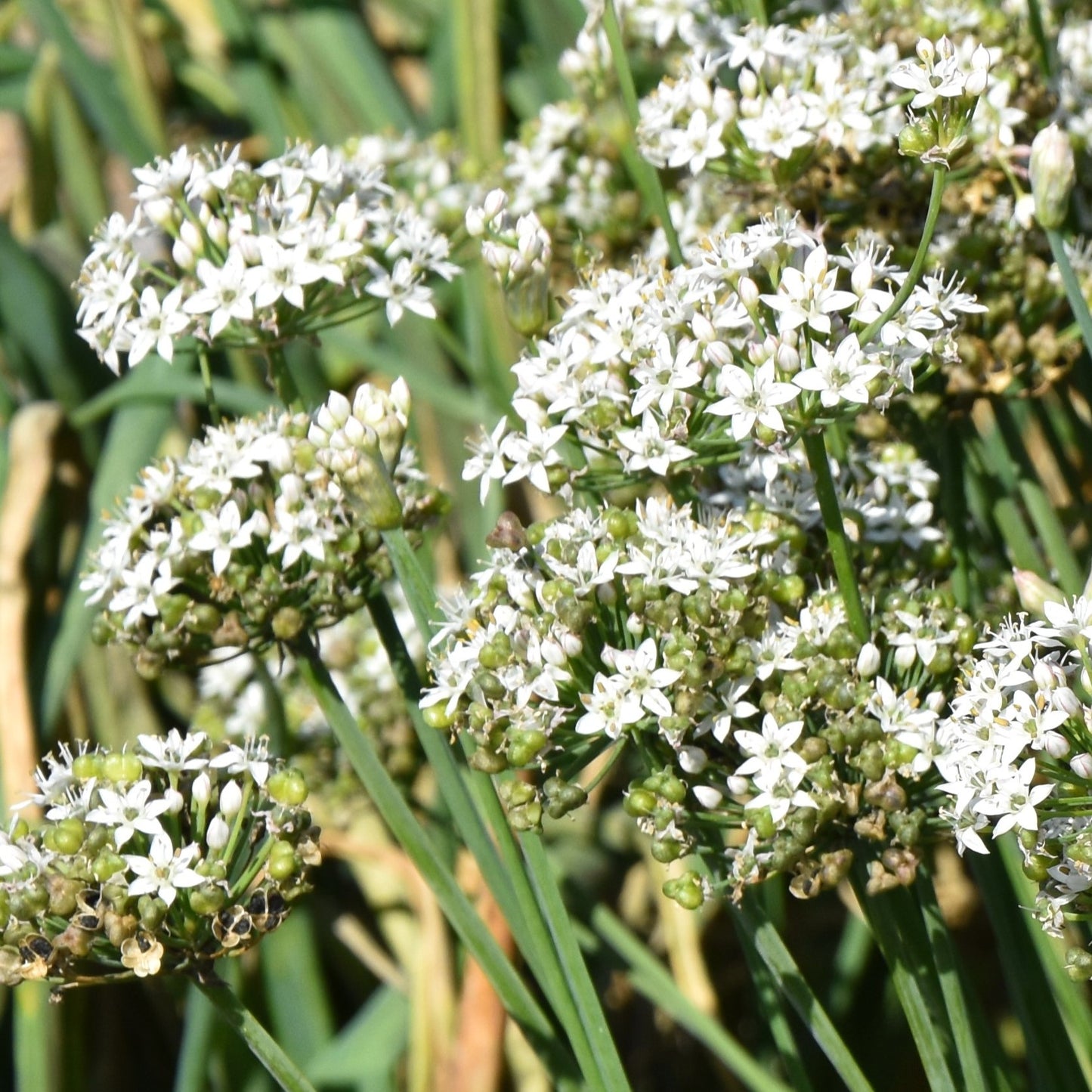 Allium tuberosum