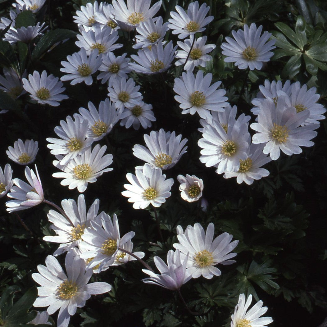 Anemone blanda 'White Splendour'
