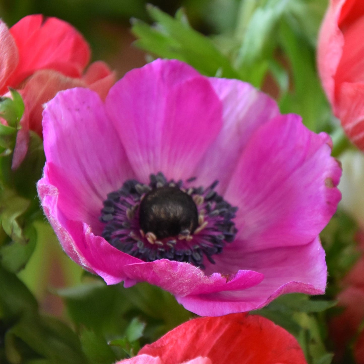 Anemone De Caen 'Sylphide'