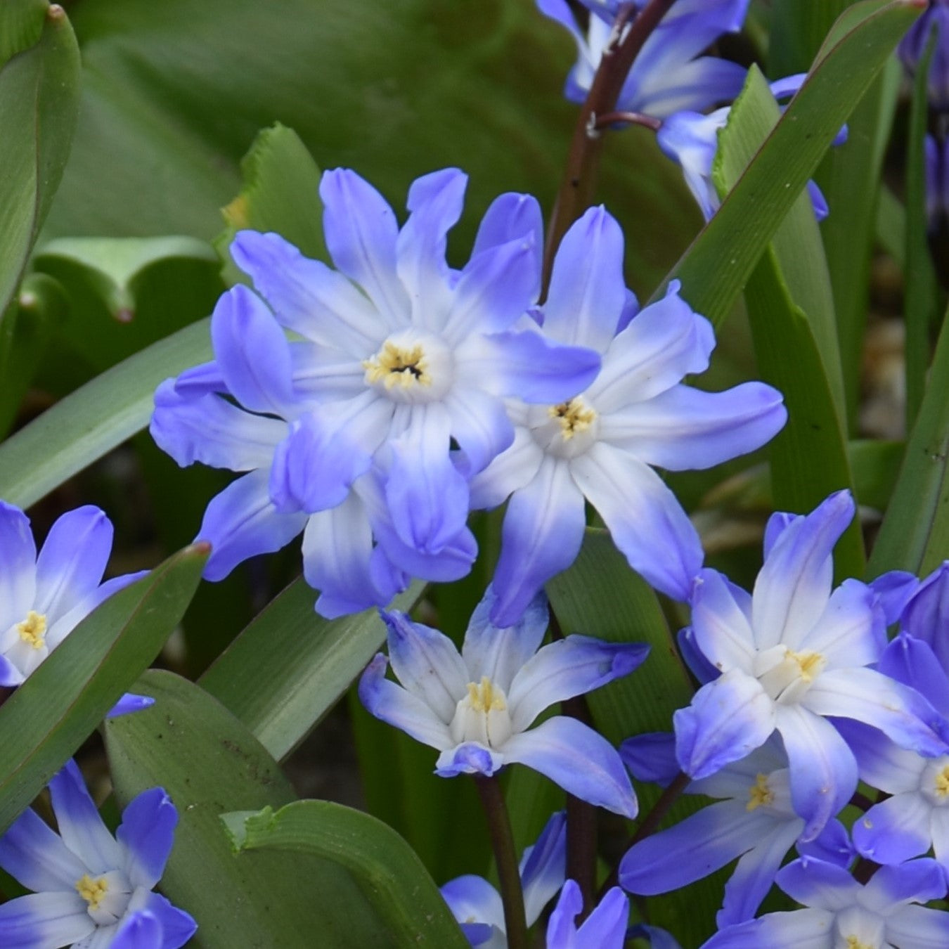 Chionodoxa forbesii 'Blue Giant'