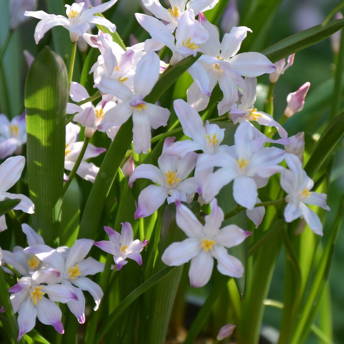 Chionodoxa forbesii 'Rosea'