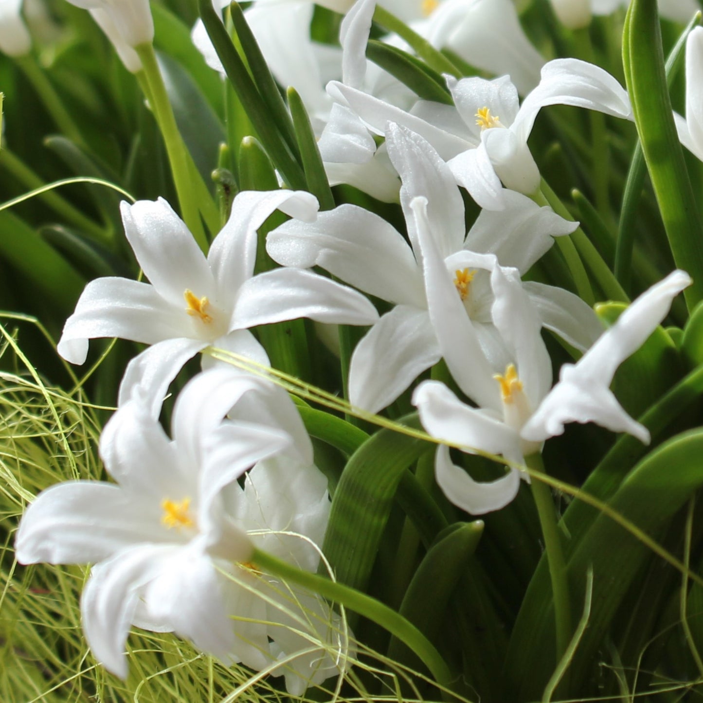 Chionodoxa luciliae Alba