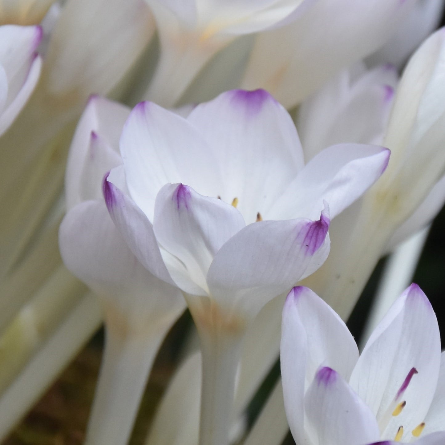 Colchicum byzantinum 'Innocence' (syn. byzantinum album)