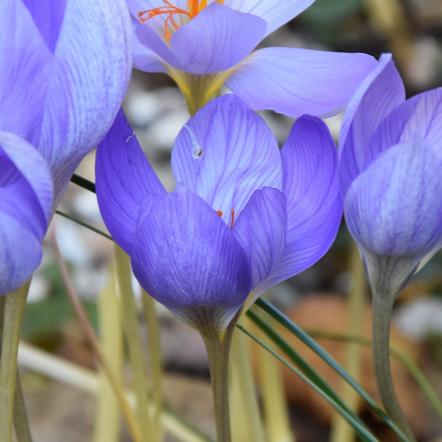 Crocus speciosus