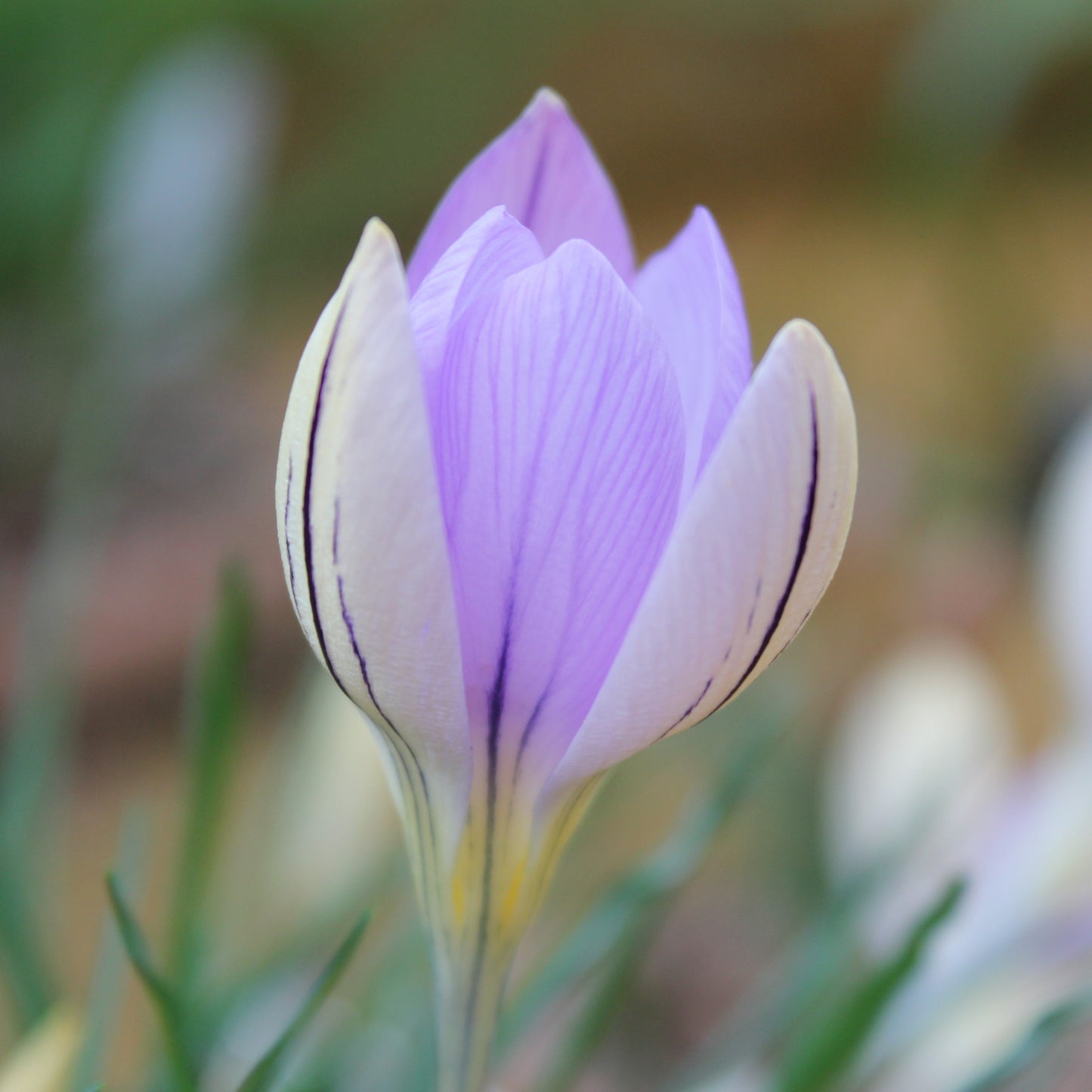 Crocus imperati 'De Jager'