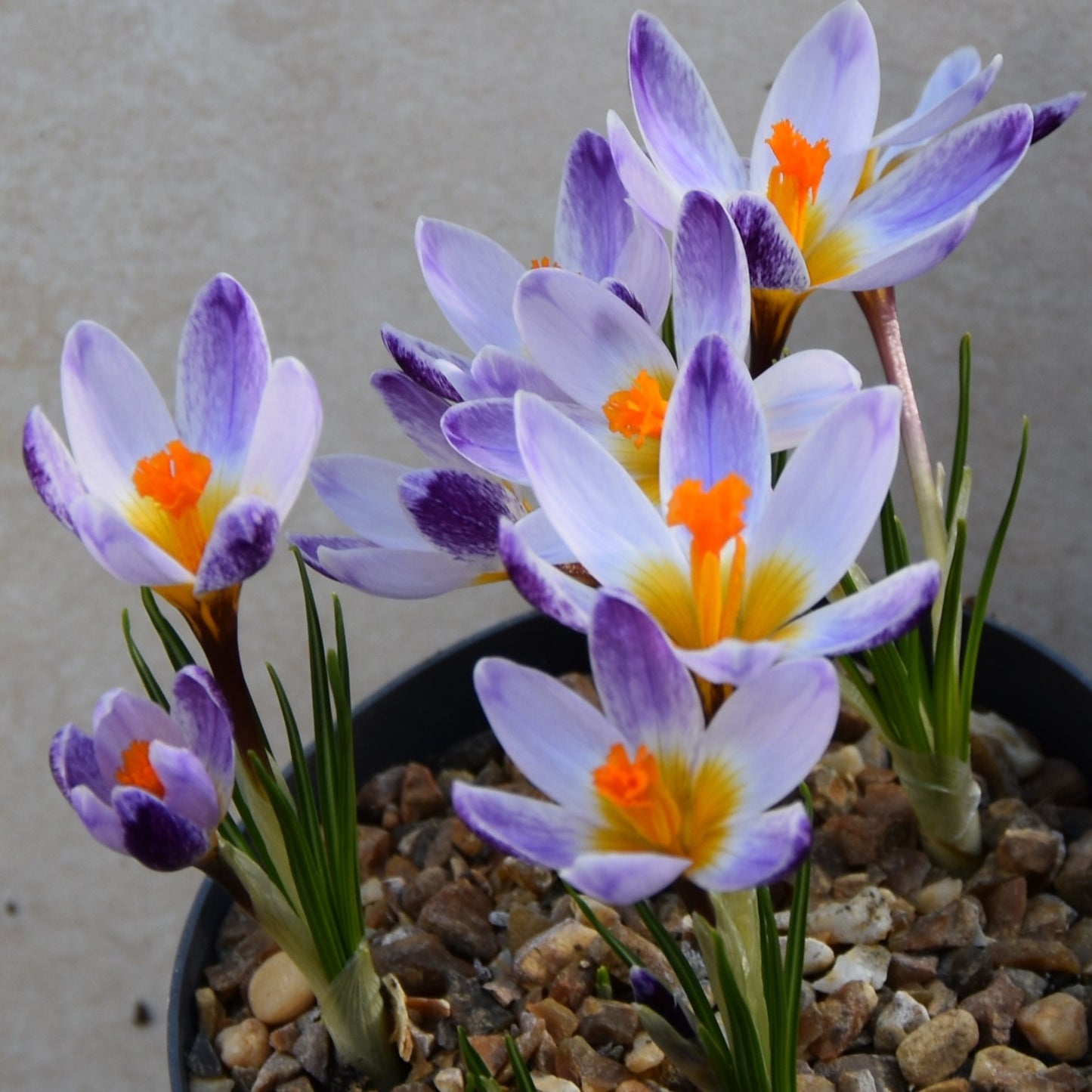 Crocus sieberi 'Ronald Ginns'