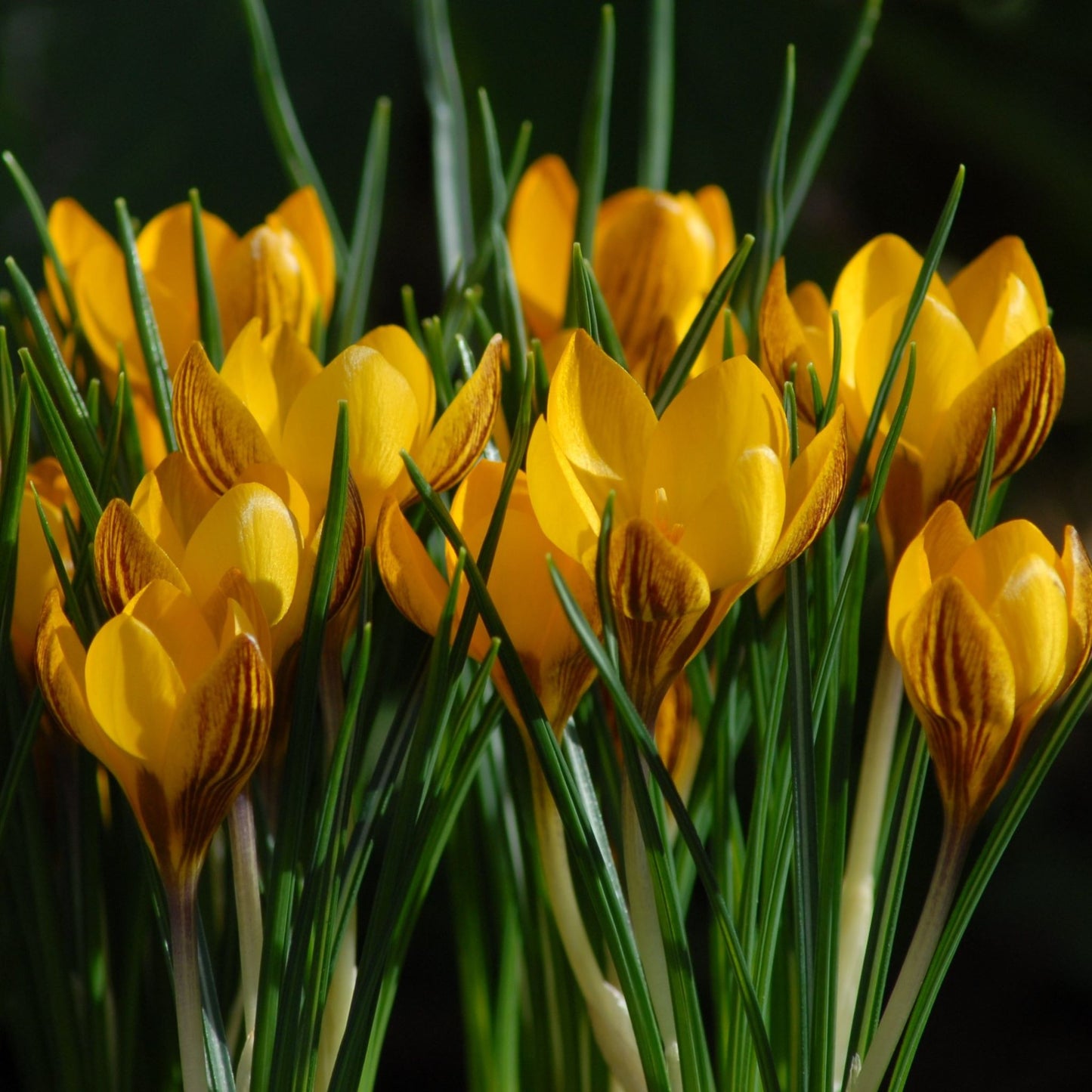 Crocus Fuscotinctus