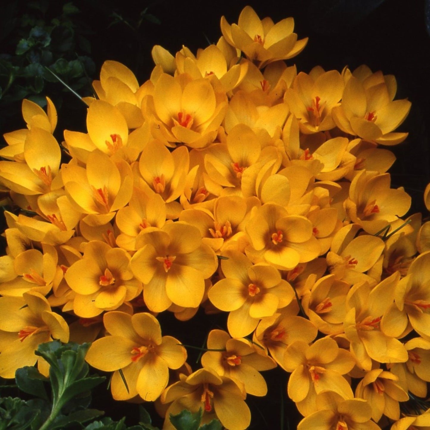 Crocus Goldilocks