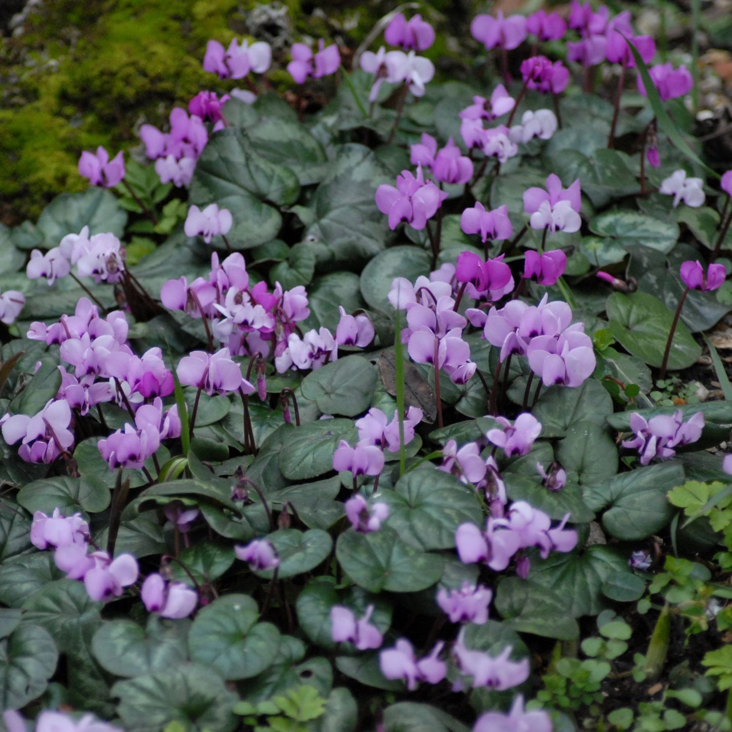 Cyclamen coum