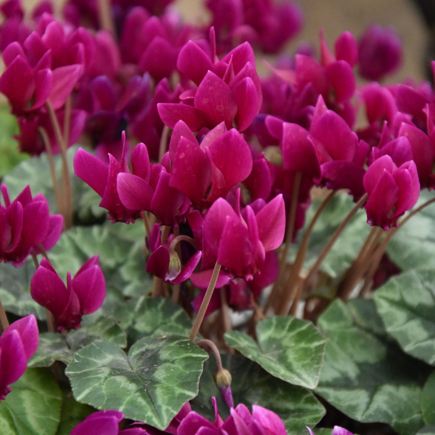 Cyclamen hederifolium 'Red Sky'
