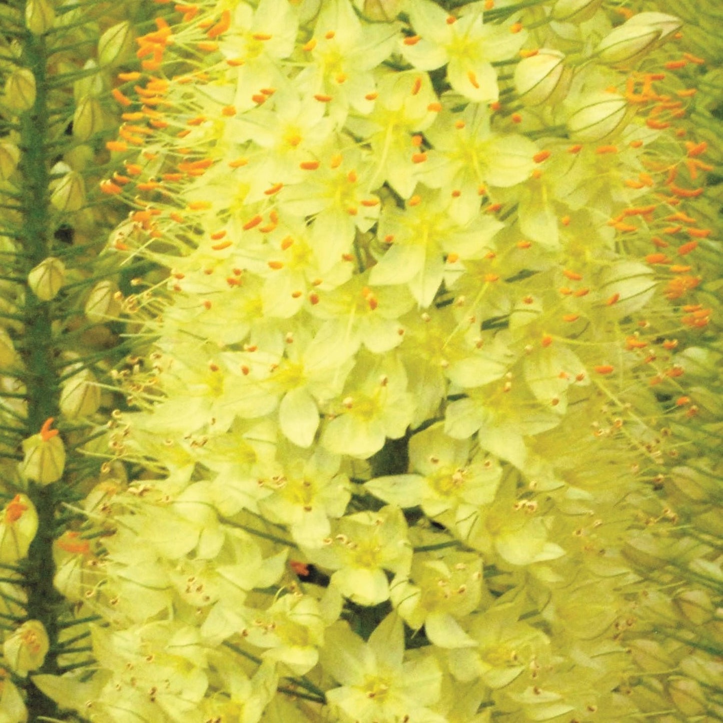 Eremurus Lemon Fizz