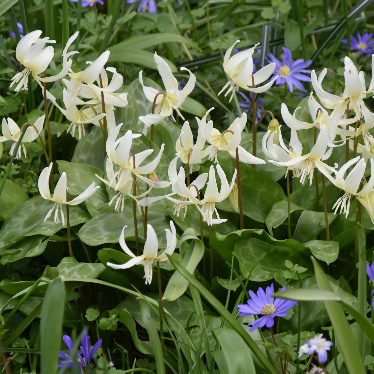 Erythronium californicum 'White Beauty'