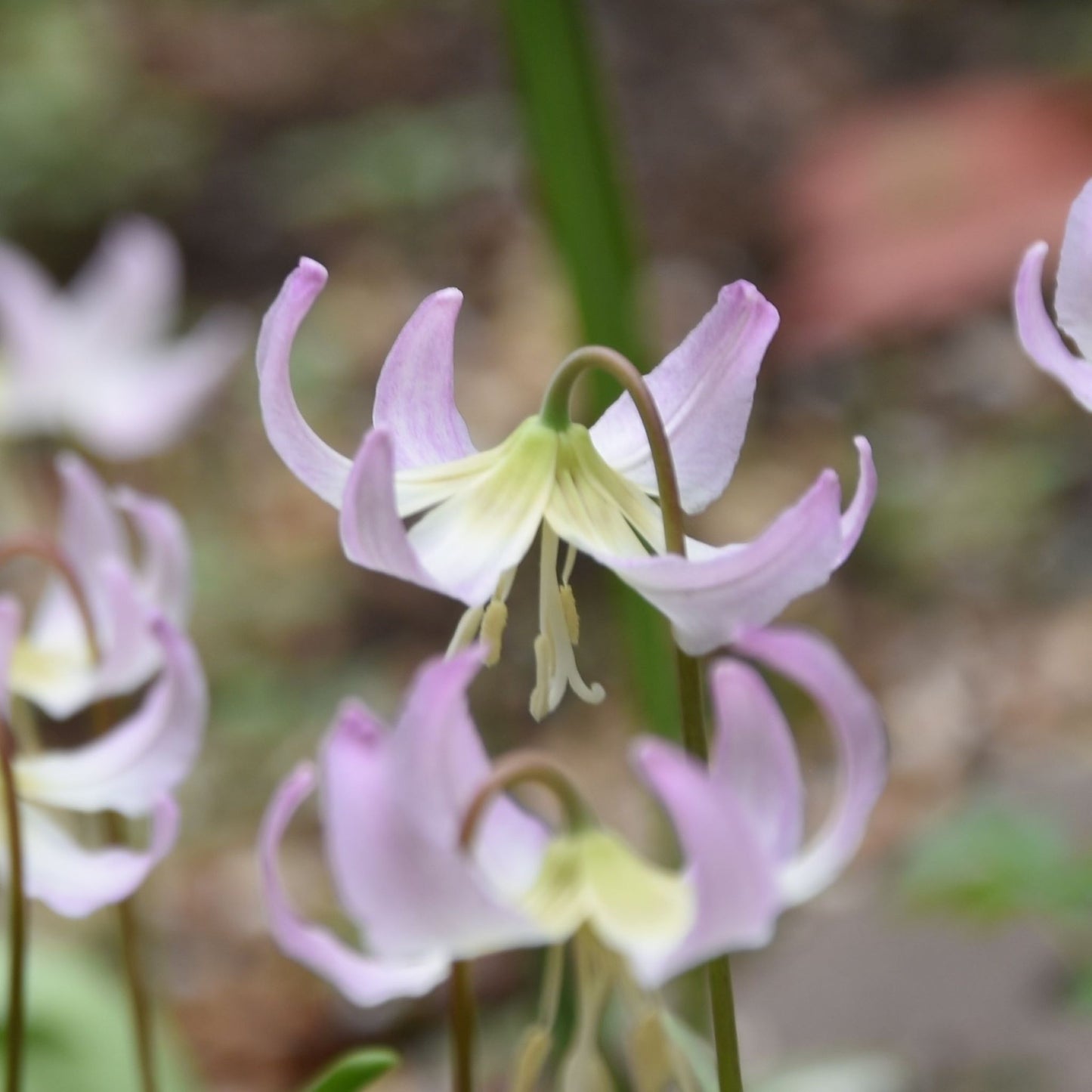 Erythronium x revolutum 'Grand Old Man'