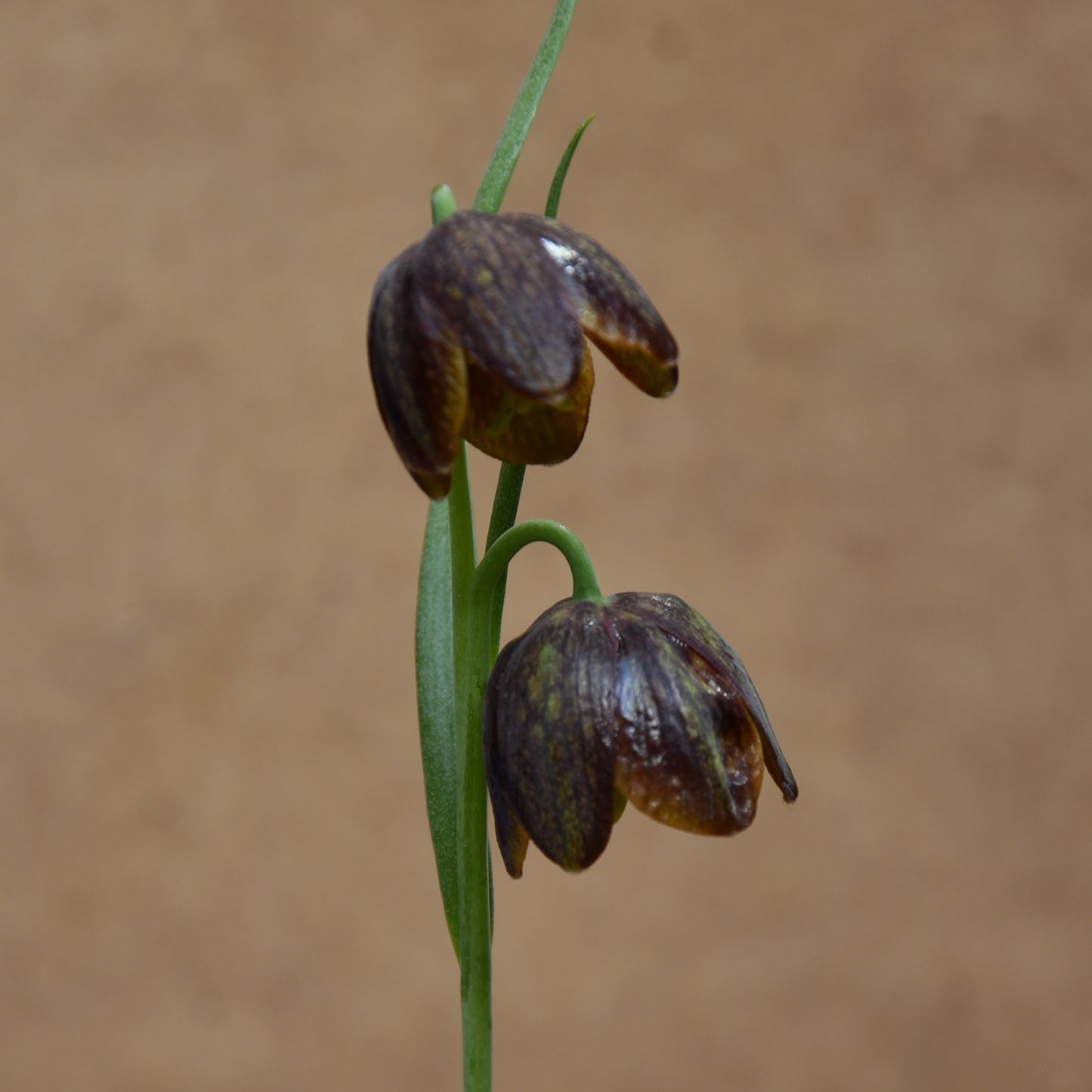 Fritillaria davisii