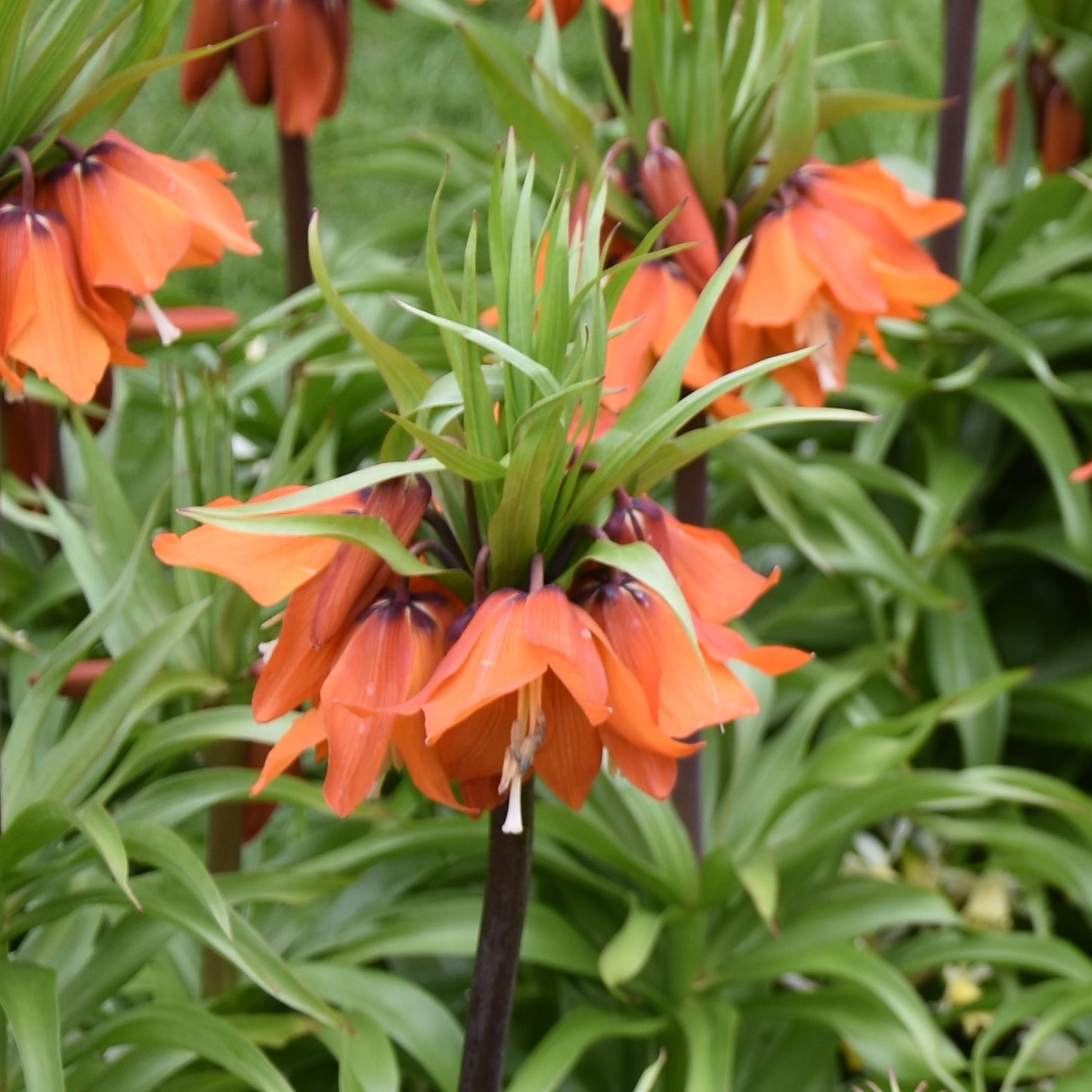 Fritillaria eduardii 'Sunrise'