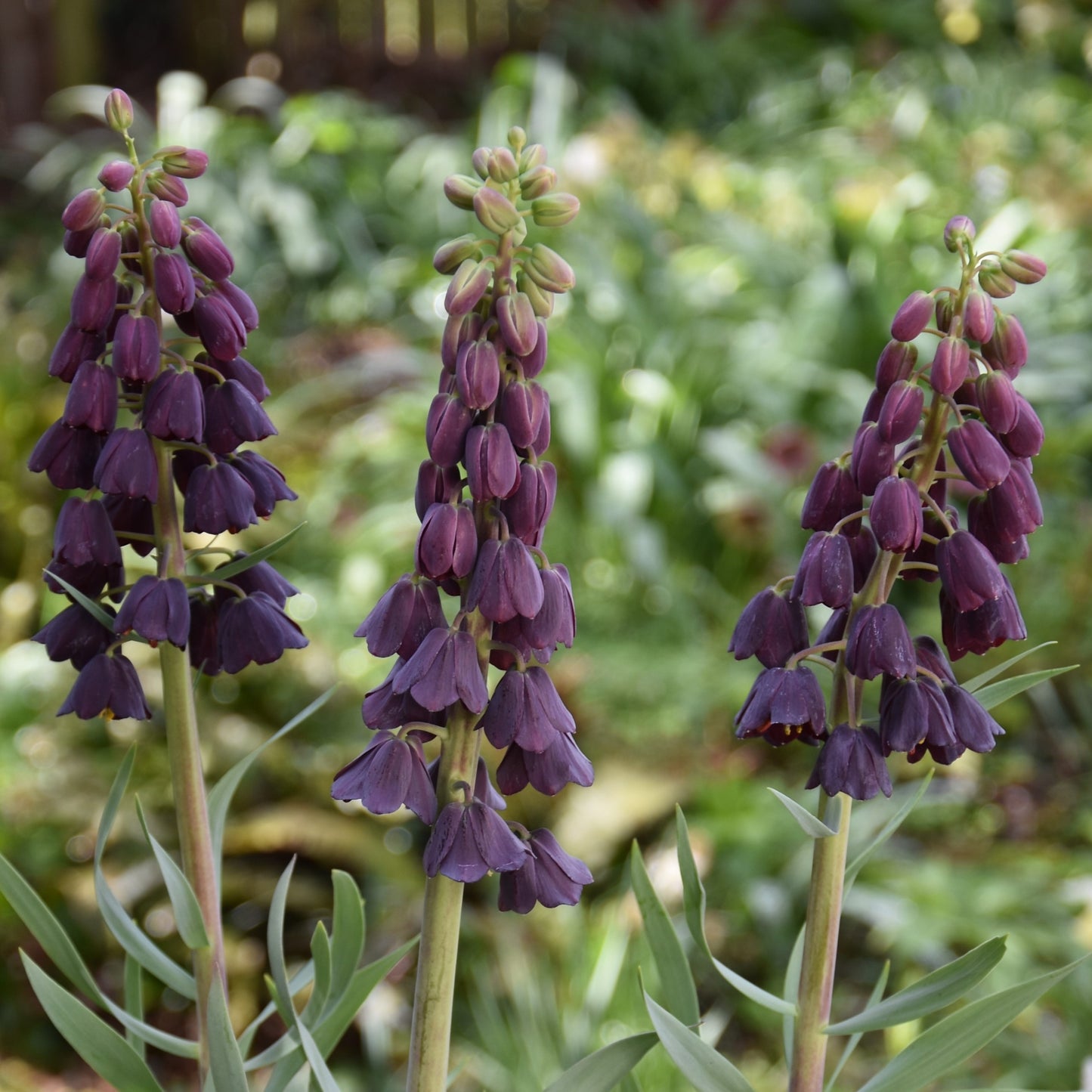 Fritillaria persica