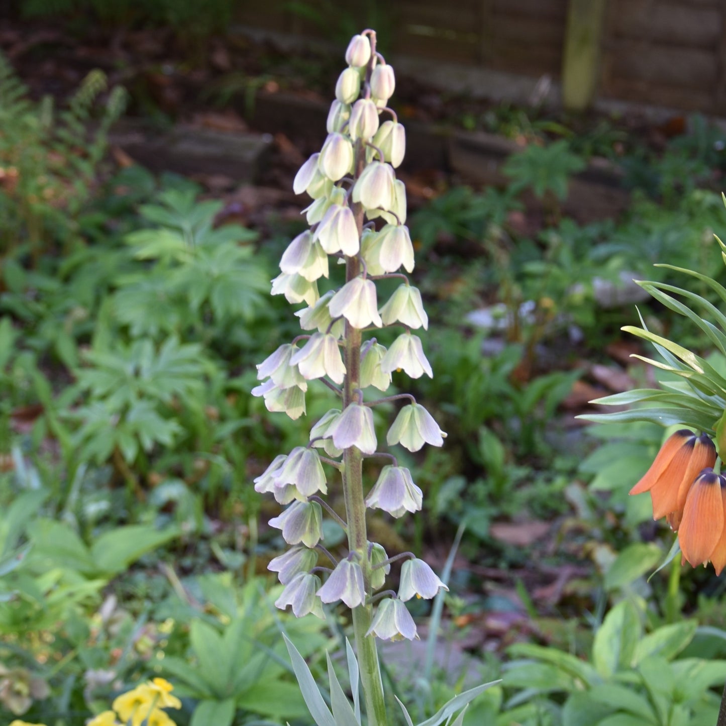 Fritillaria persica 'Green Dreams'