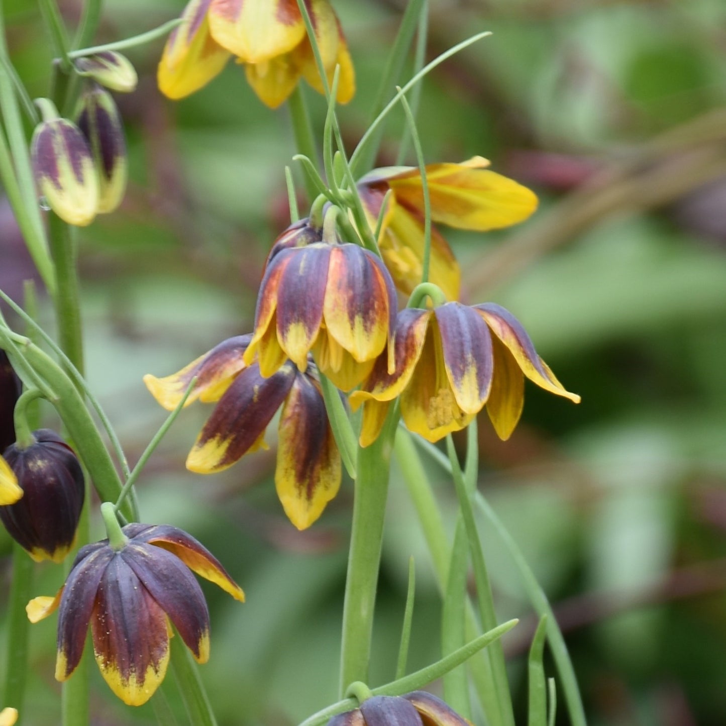 Fritillaria reuteri