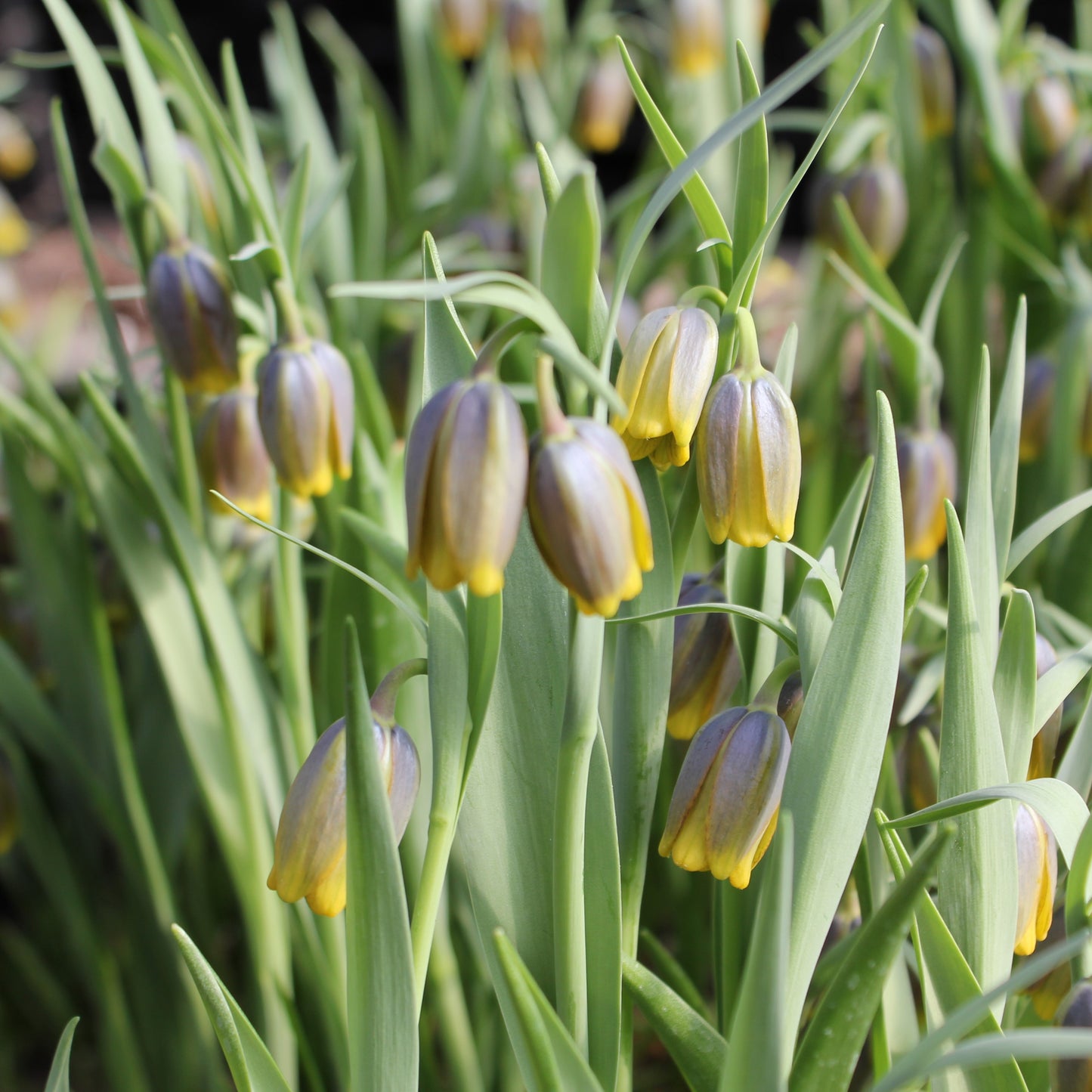 Fritillaria uva-vulpis