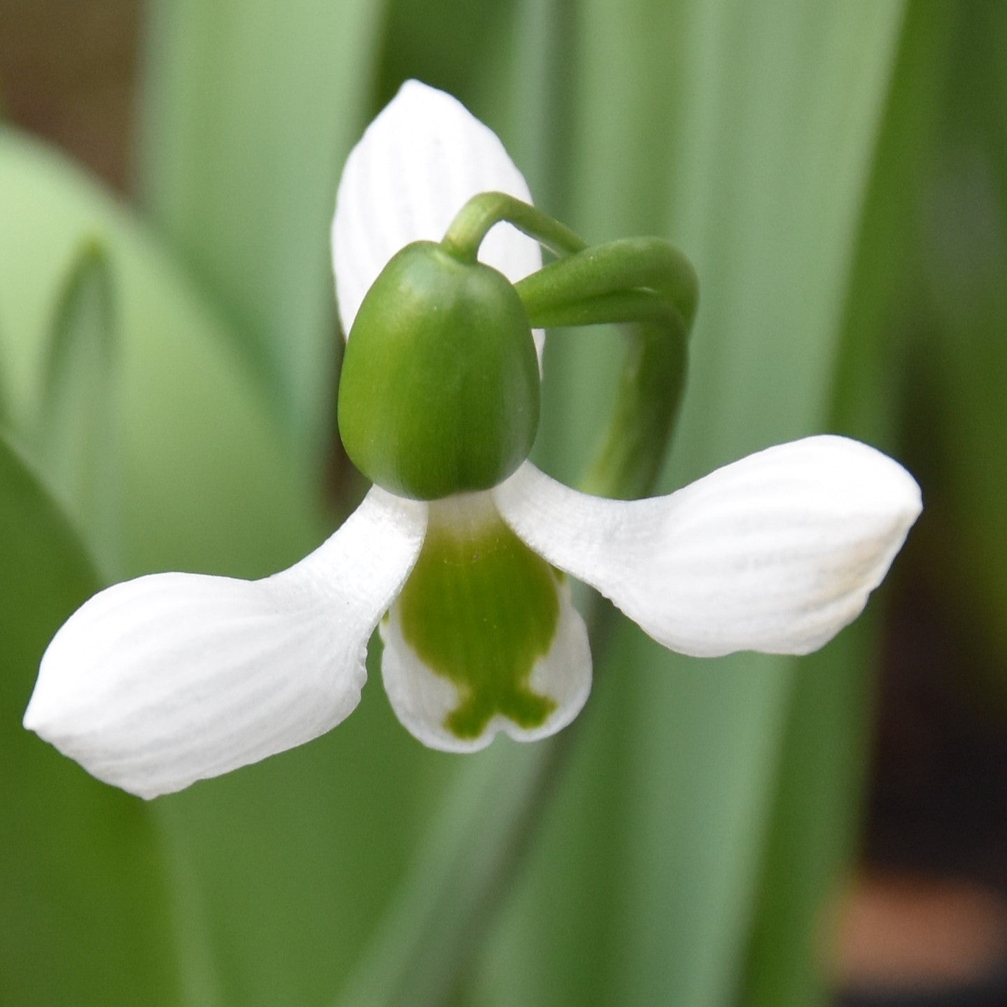 Galanthus elwesii 'Beluga'