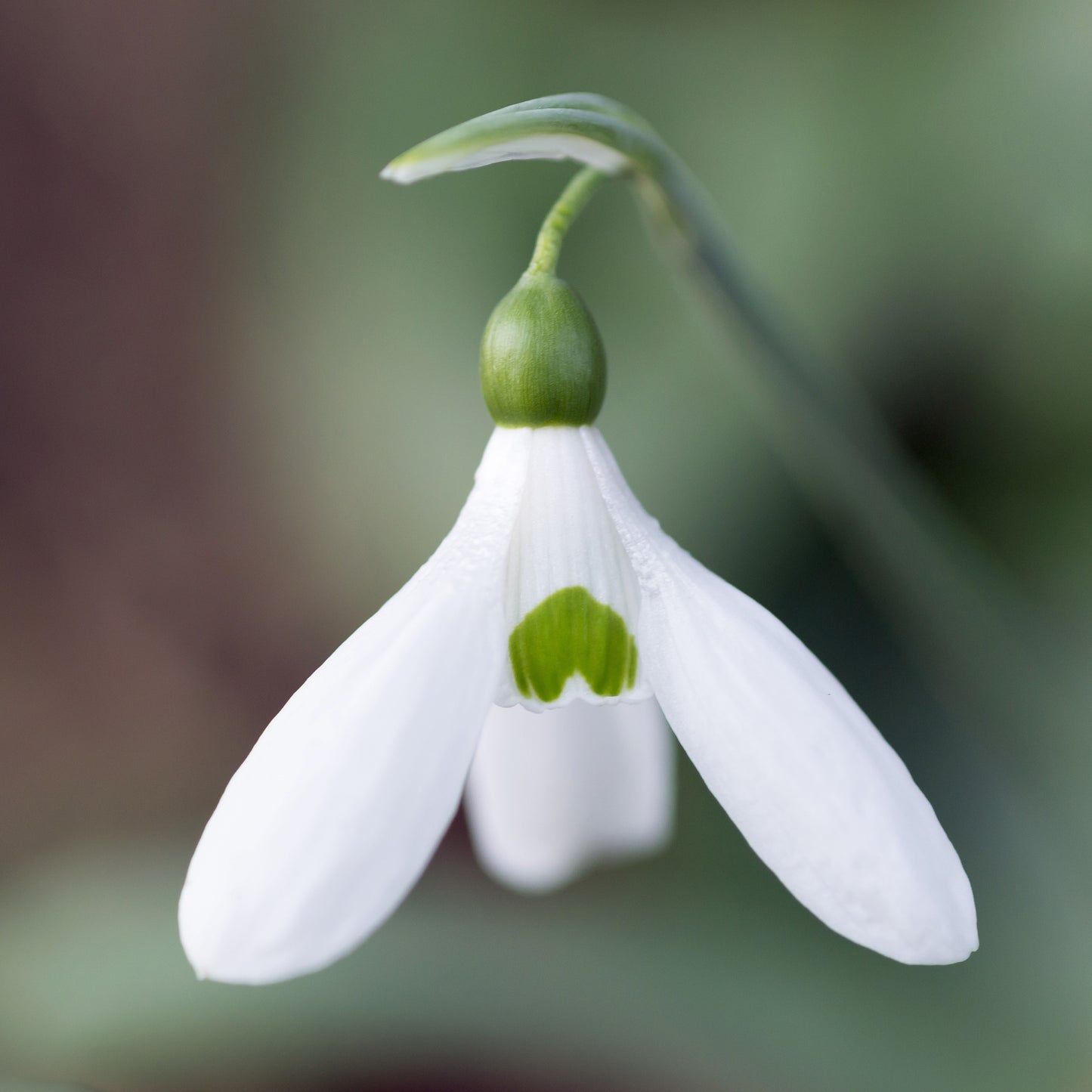 Galanthus Comet
