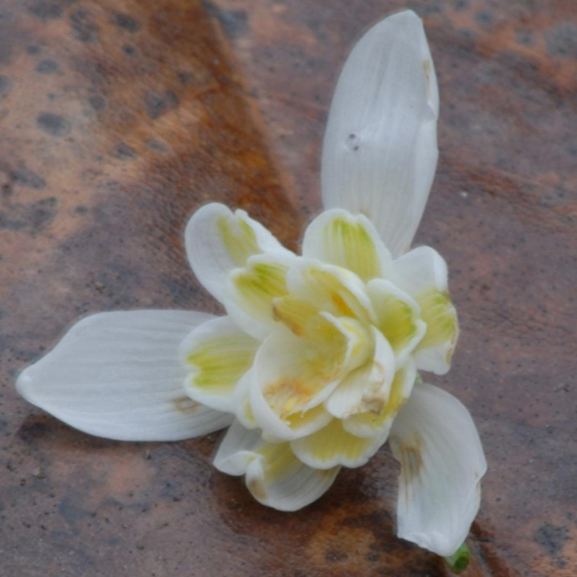 Galanthus nivalis f. pleniflorus 'Lady Elphinstone'
