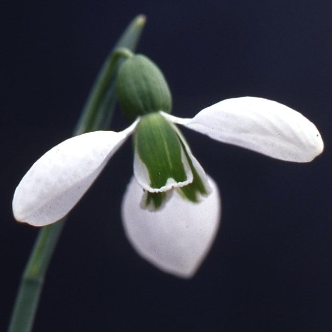 Galanthus Merlin