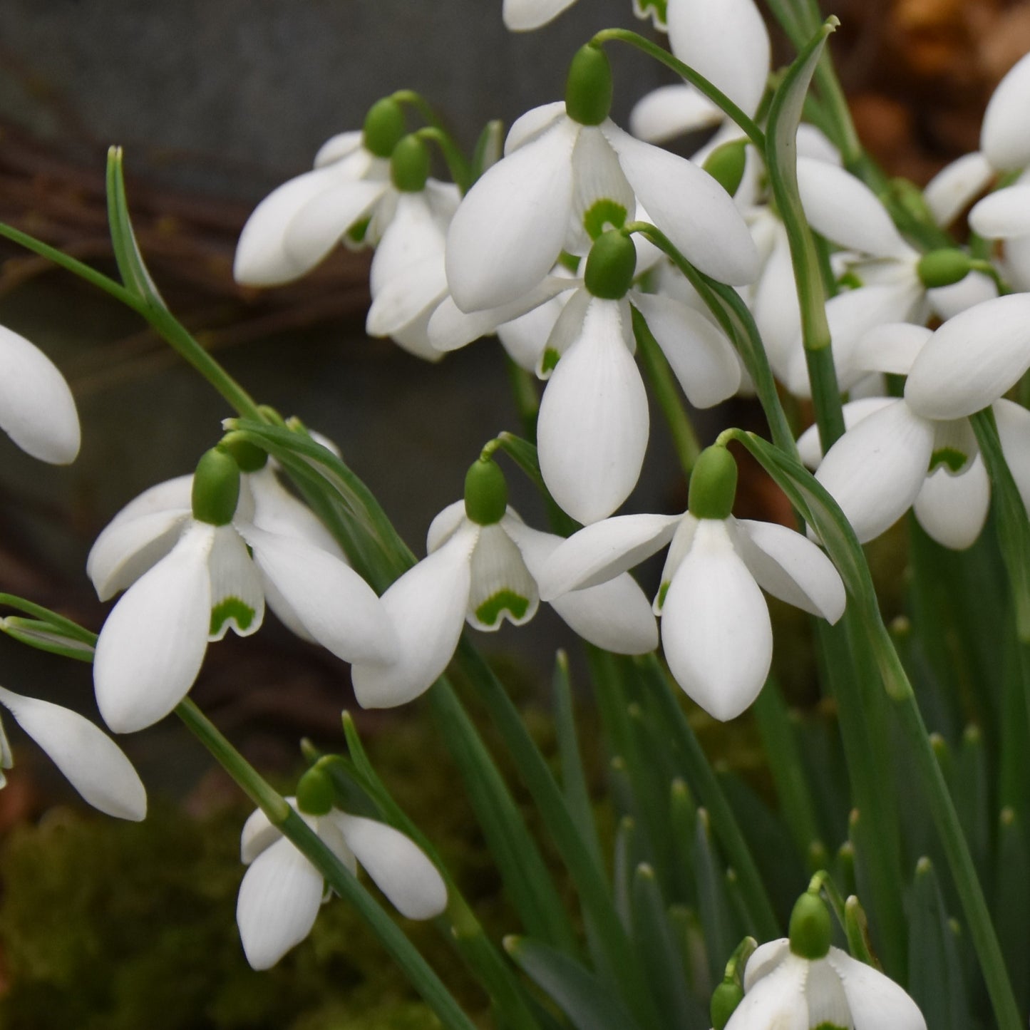 Galanthus S. Arnott