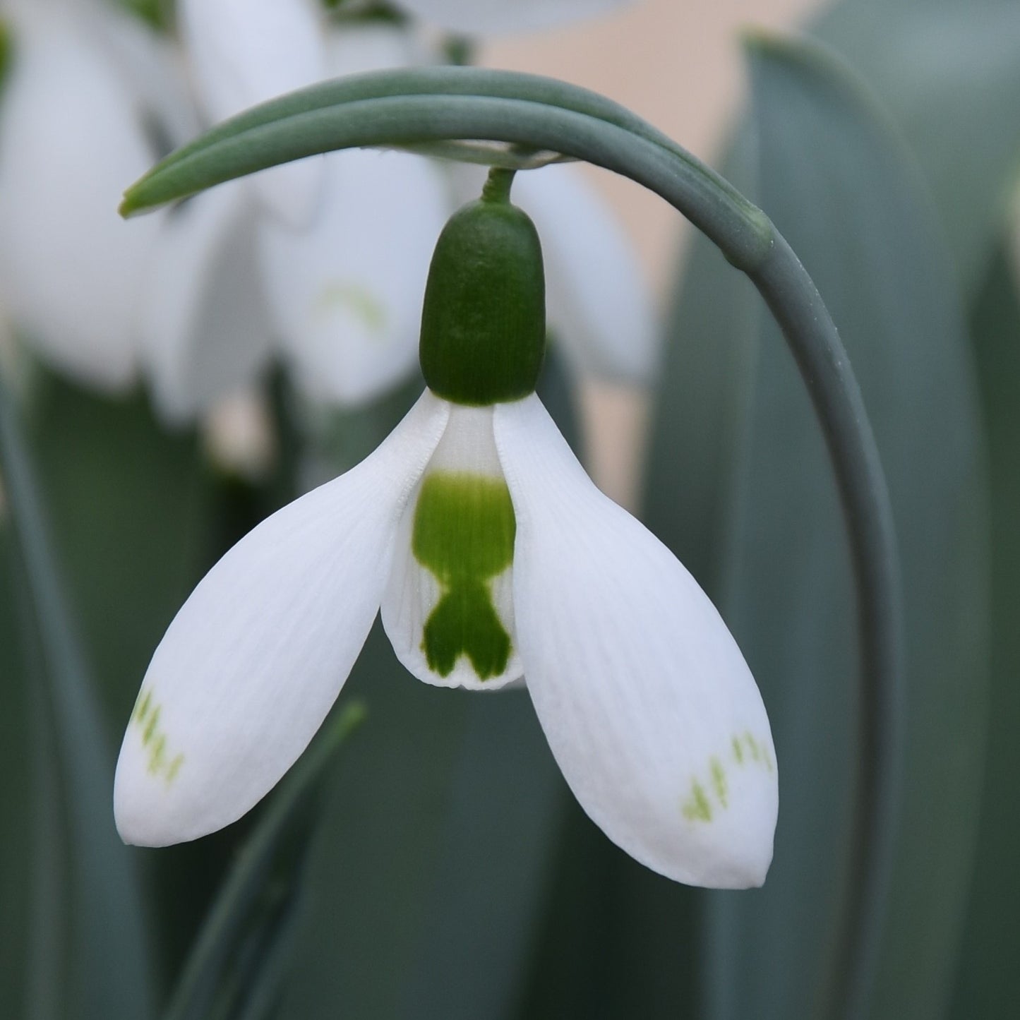 Galanthus elwesii 'Snow Fox'