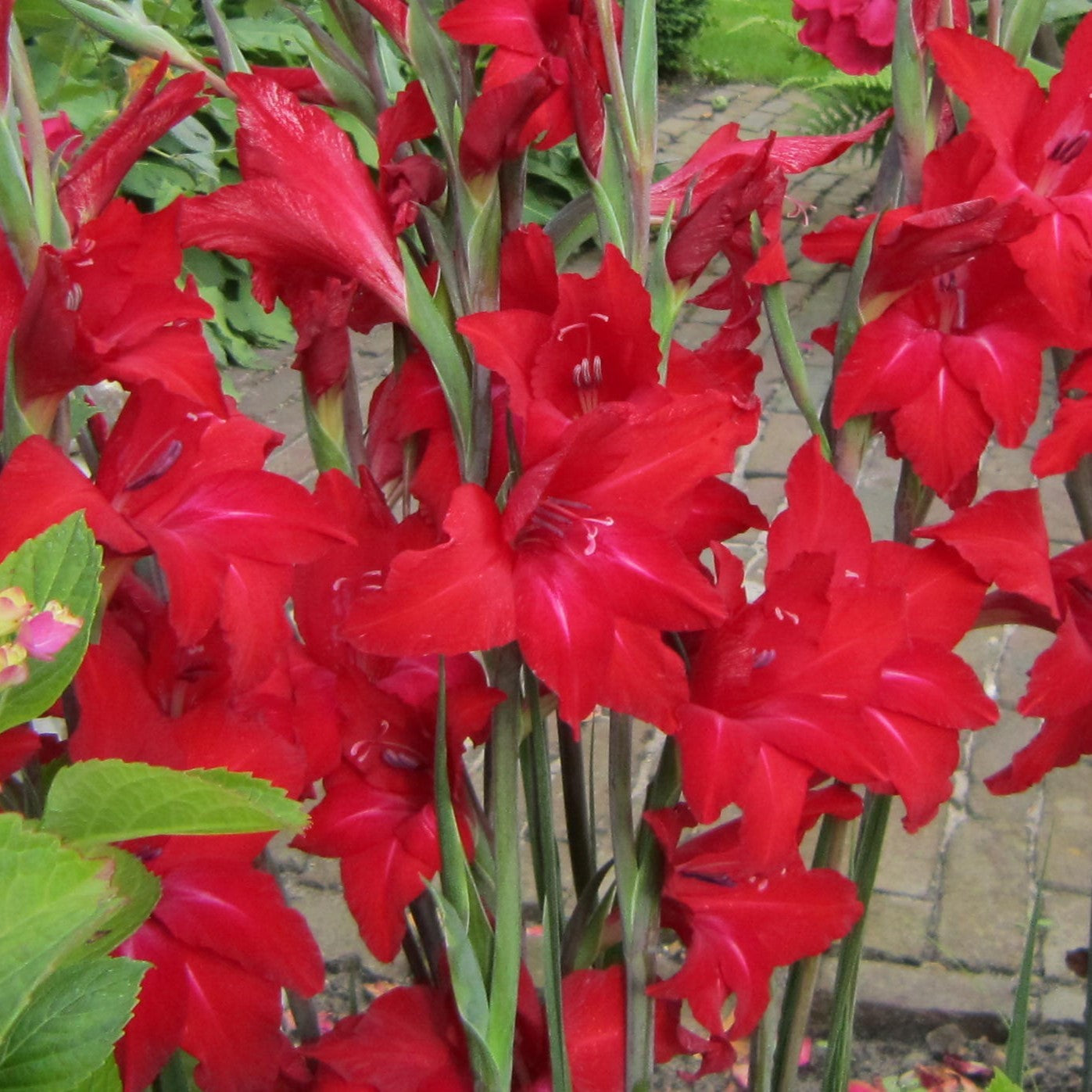 Gladiolus colvilii 'Red Drizzle'