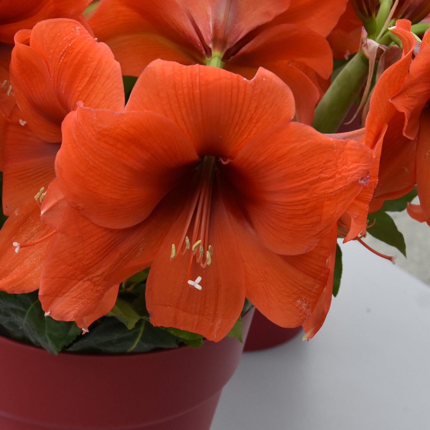 Hippeastrum Horizon XL 40/42
