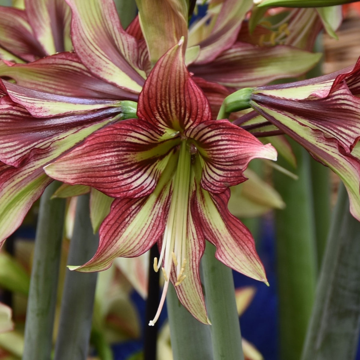 Hippeastrum Mystica XL 40/42