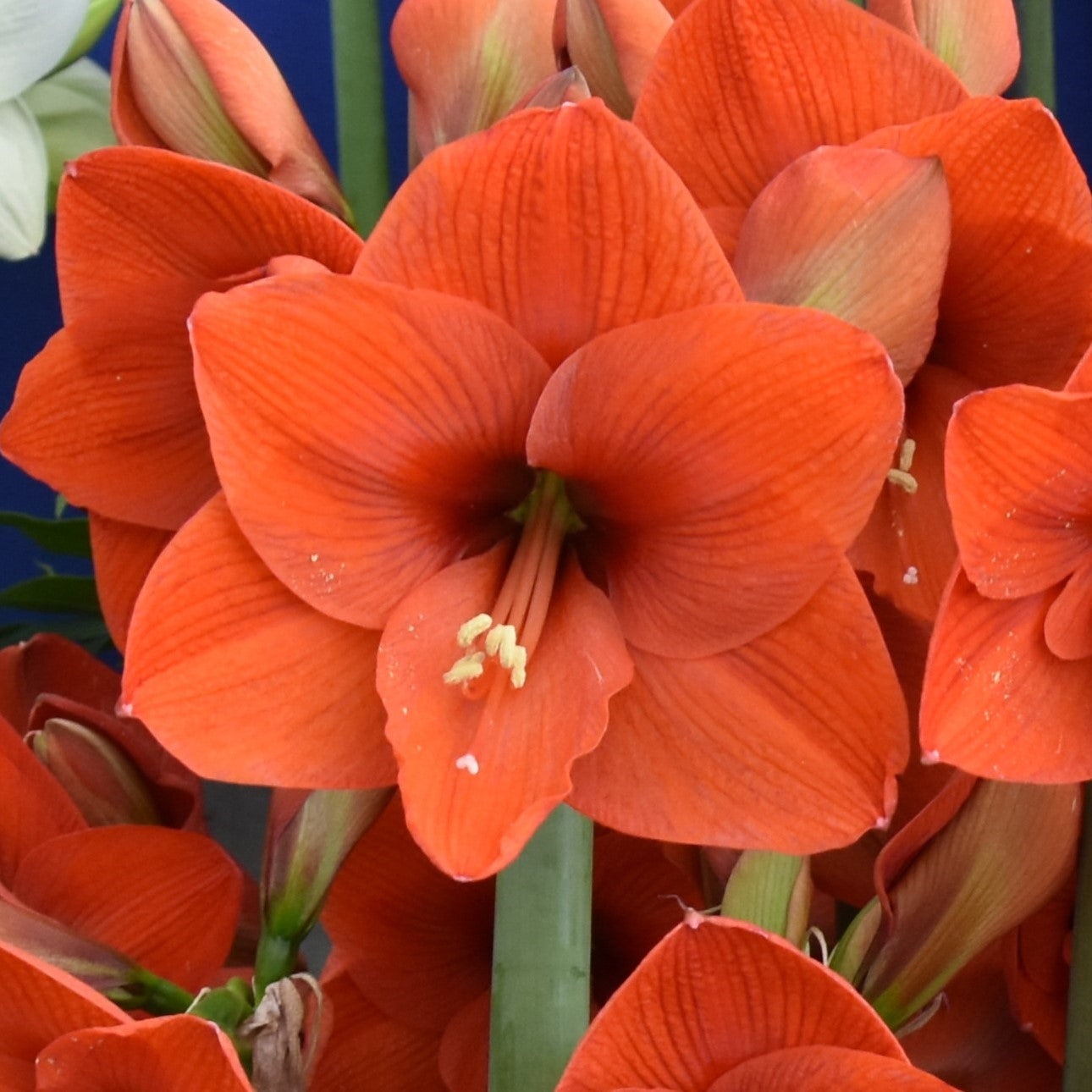 Hippeastrum Naranja