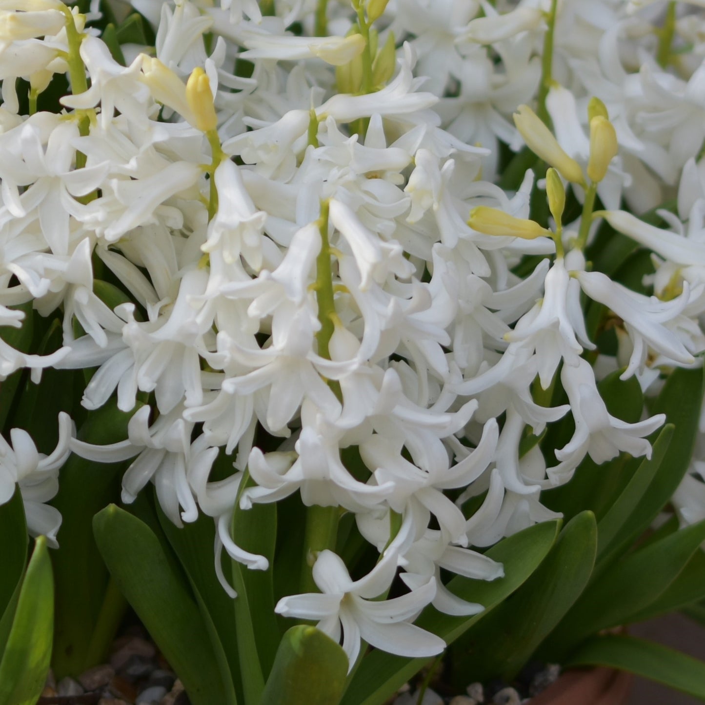 Hyacinth White Pearl