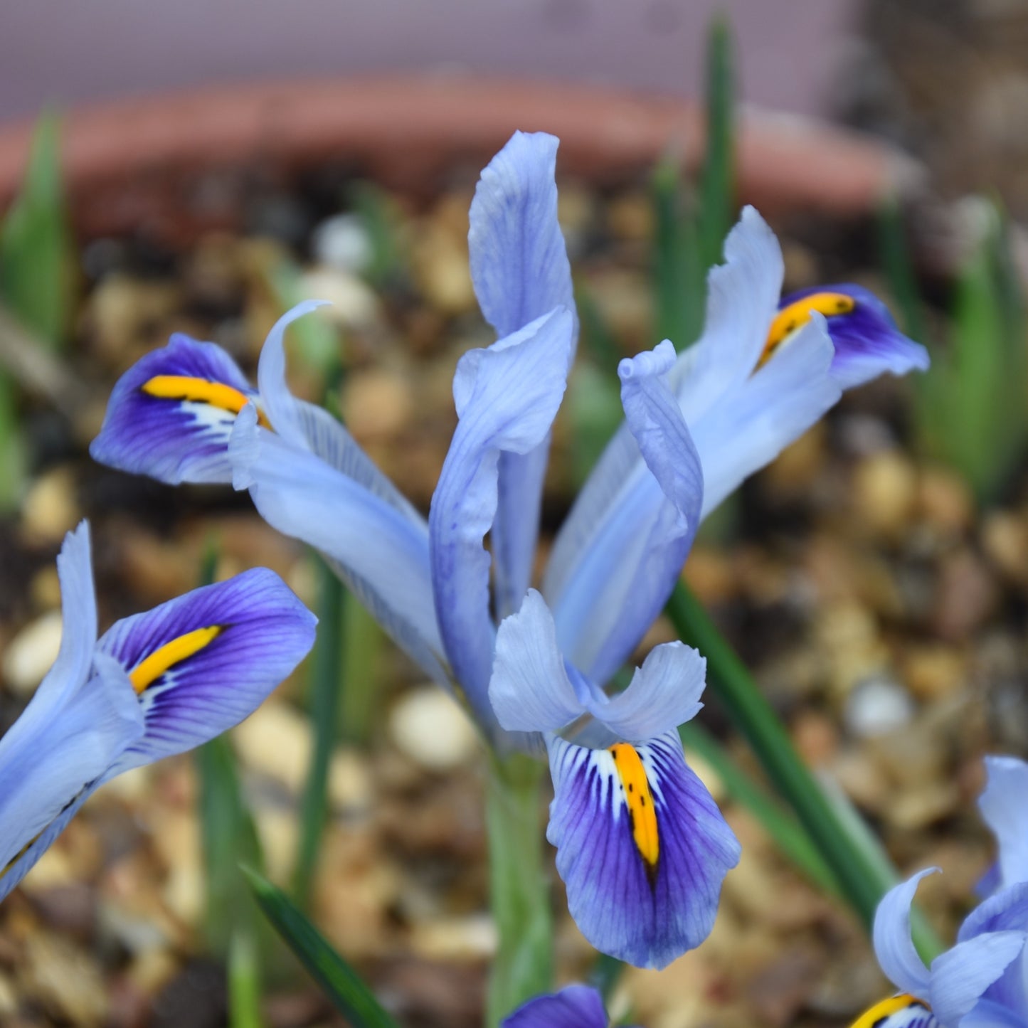 Iris reticulata 'Angela'