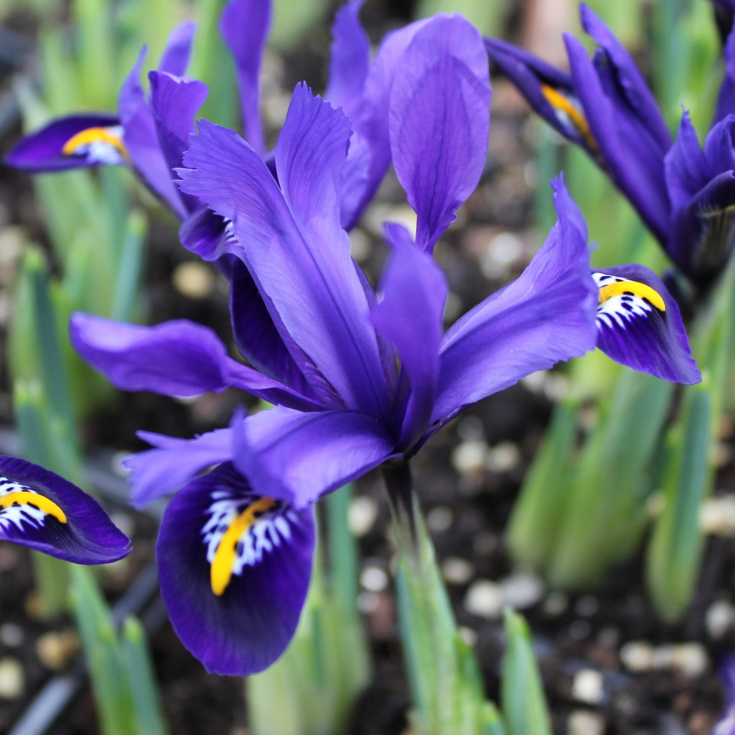 Iris reticulata 'Pixie'