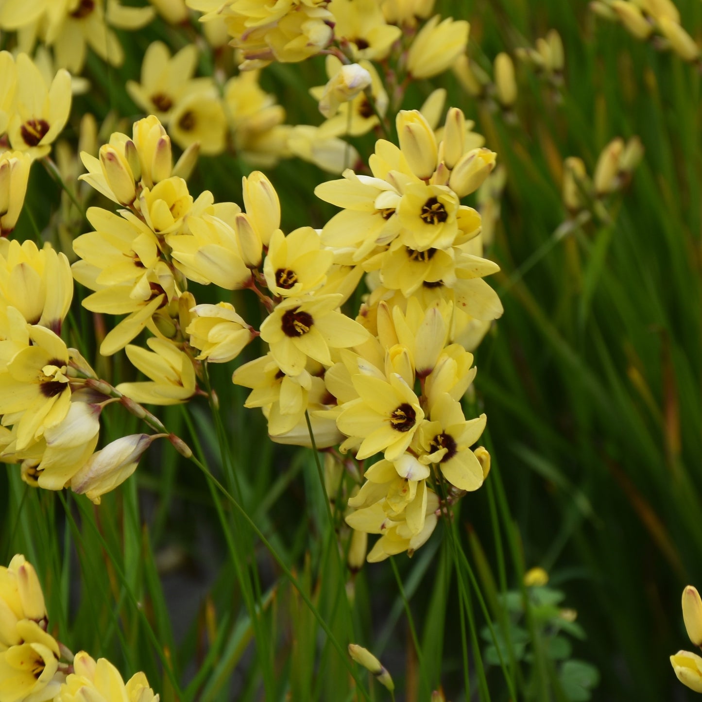 Ixia Yellow Emperor