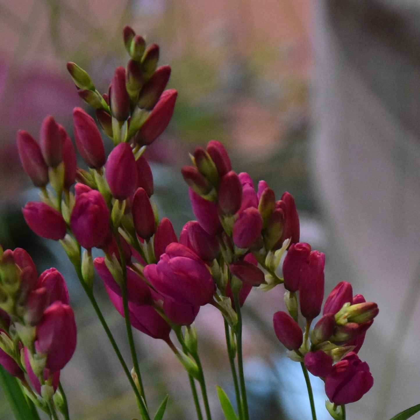 Ixia Venus