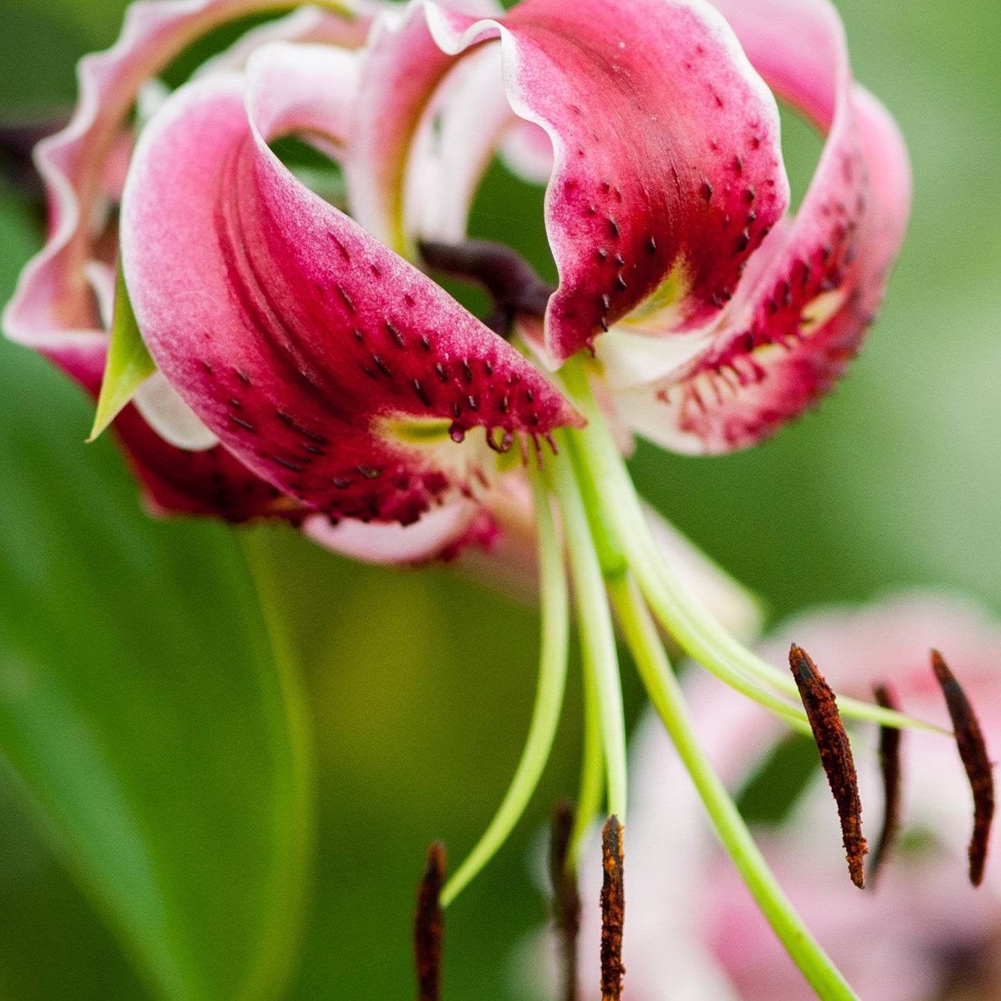 Lilium Black Beauty