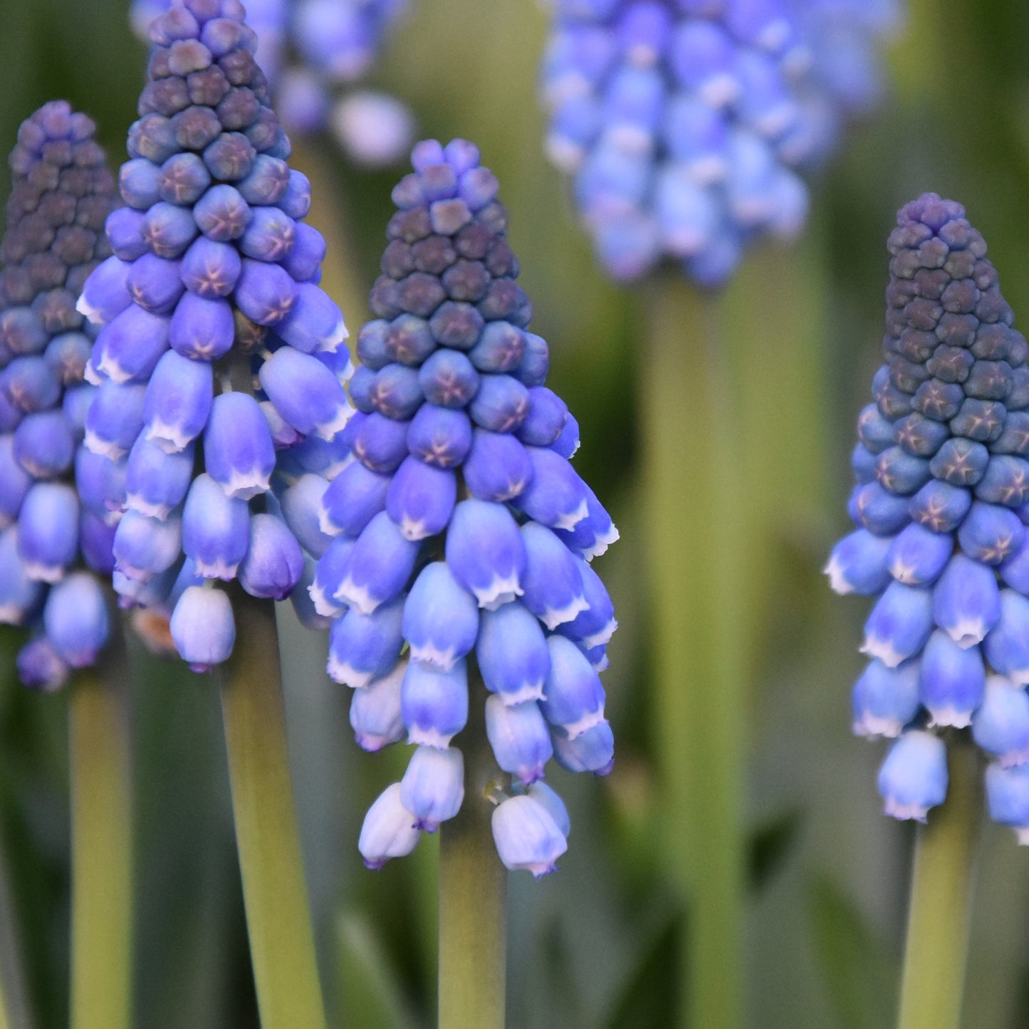 Muscari Carola