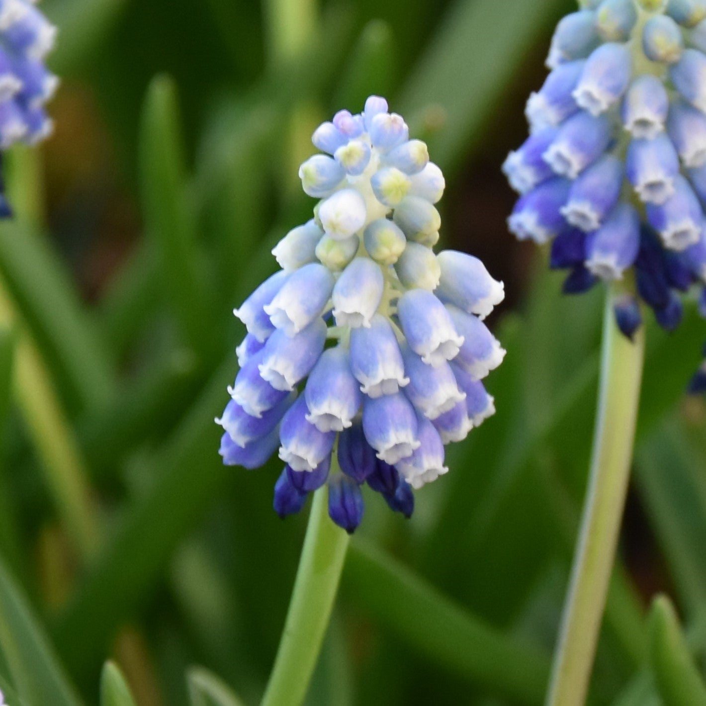 Muscari armeniacum 'Touch of Snow'