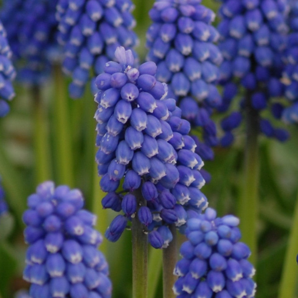Muscari aucheri 'Blue Magic'